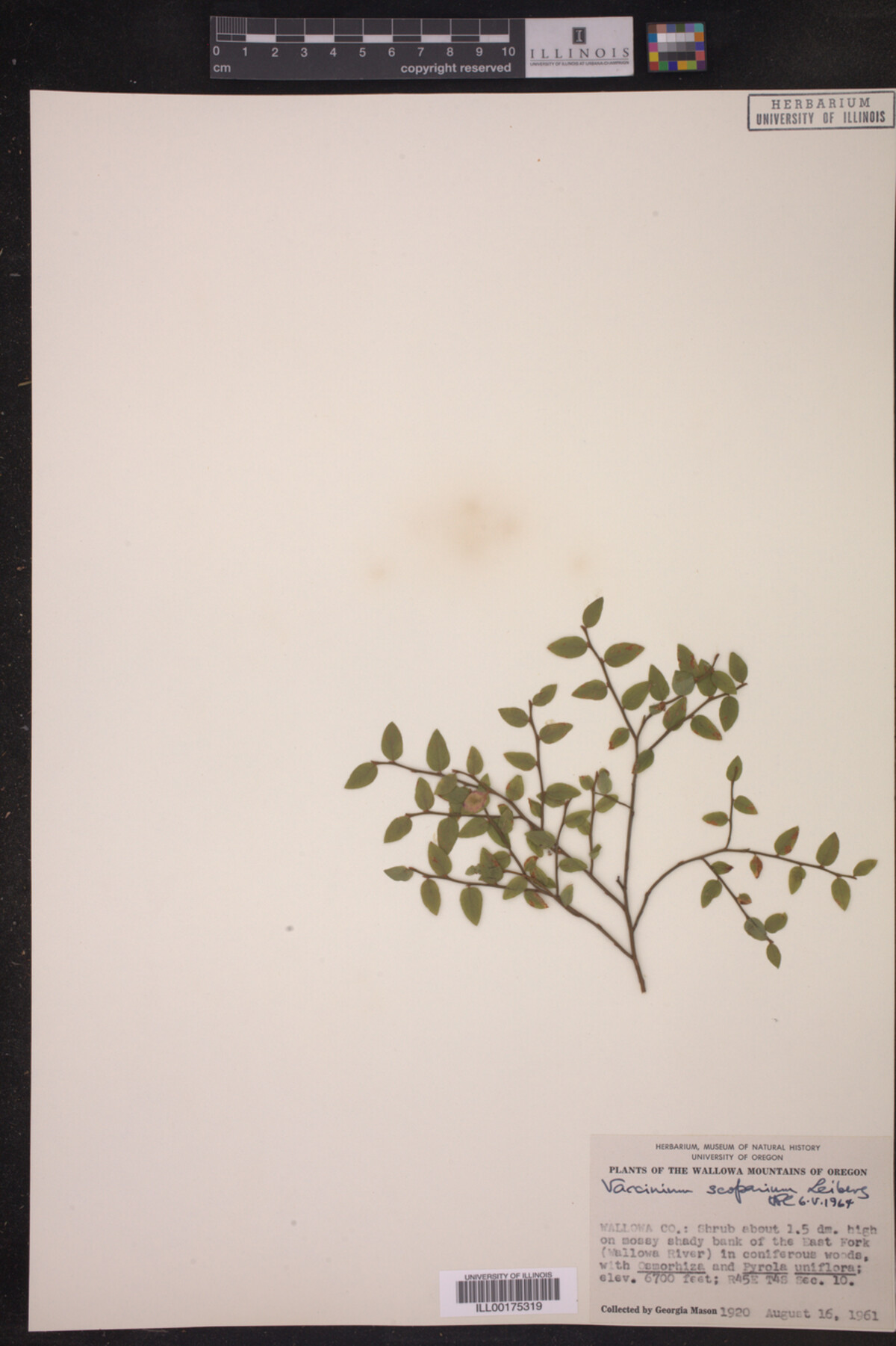 Vaccinium scoparium image