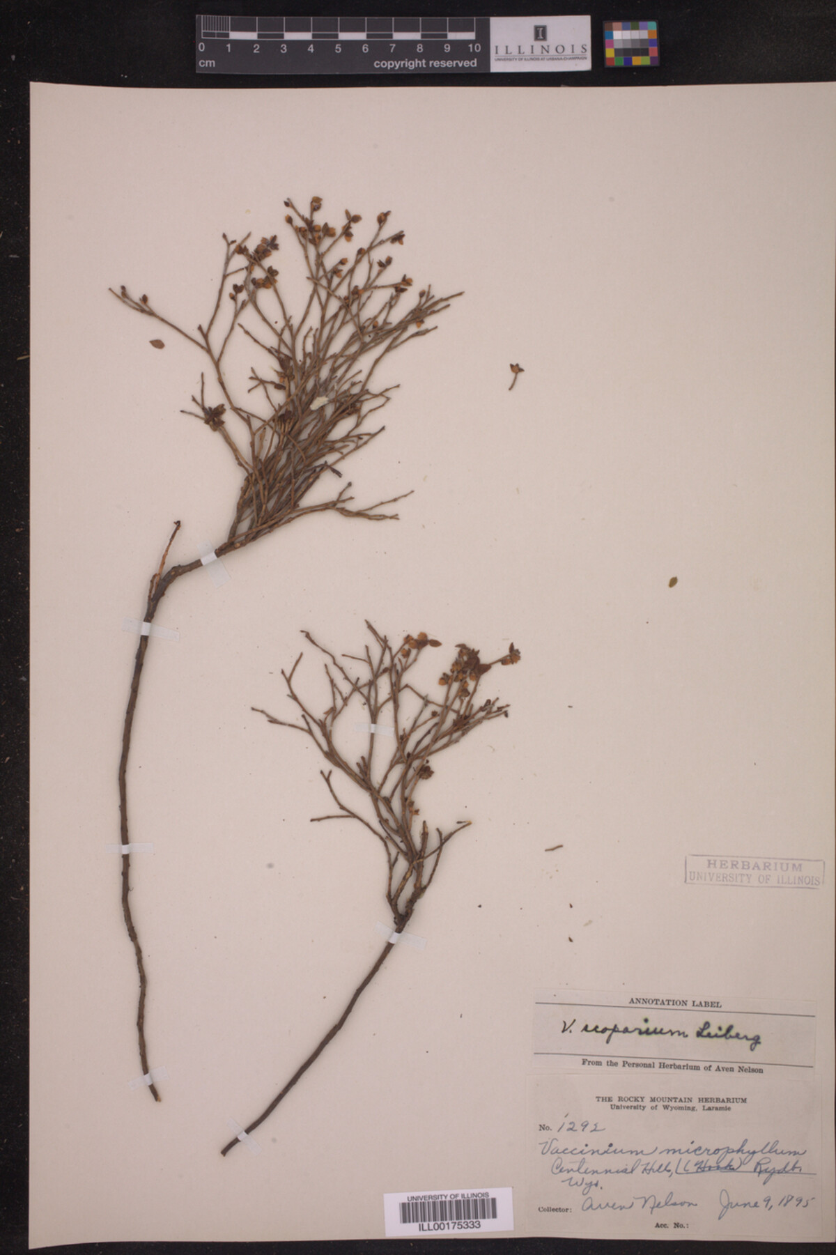 Vaccinium scoparium image