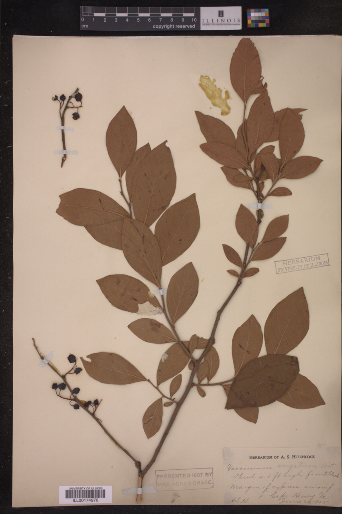 Vaccinium virgatum image