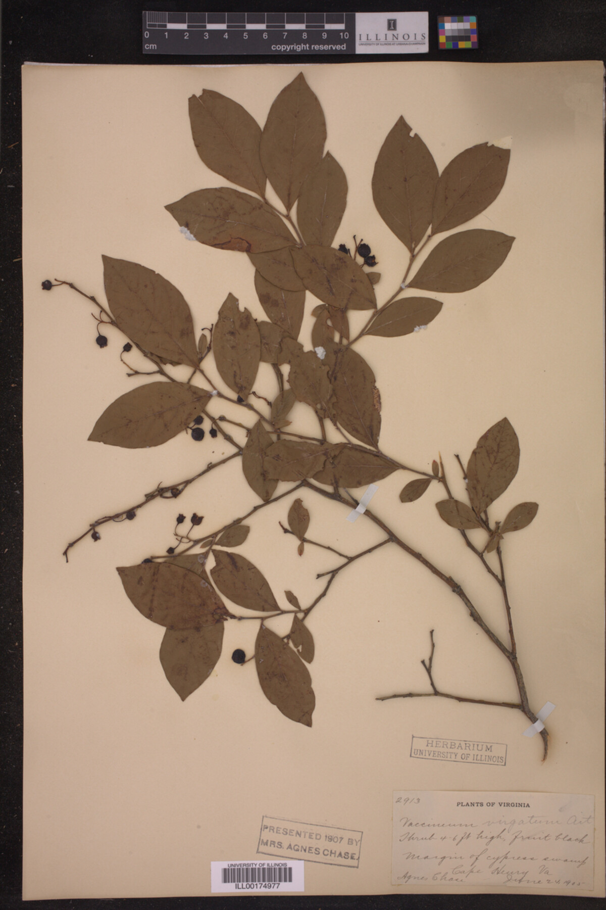 Vaccinium virgatum image