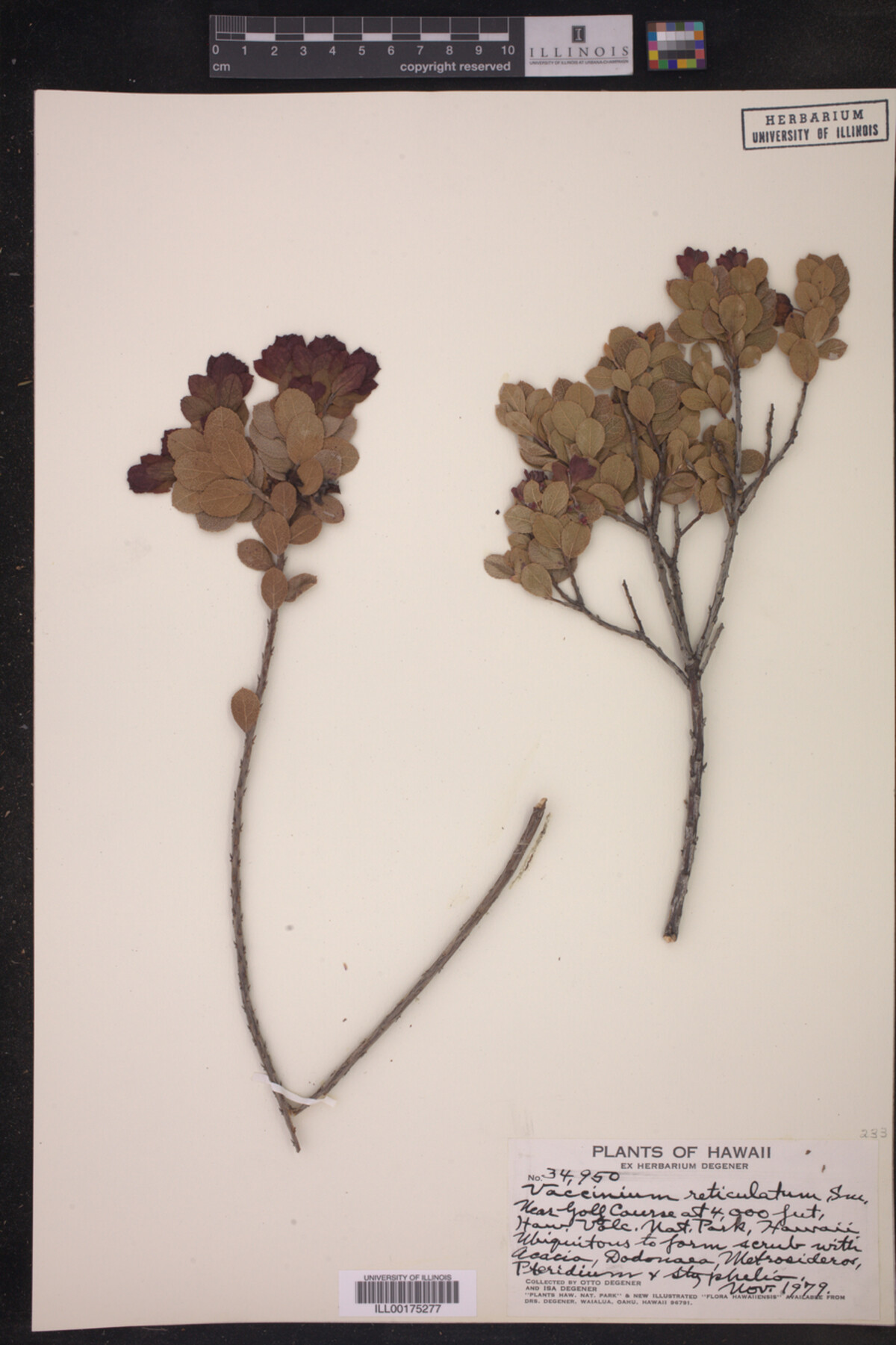 Vaccinium reticulatum image