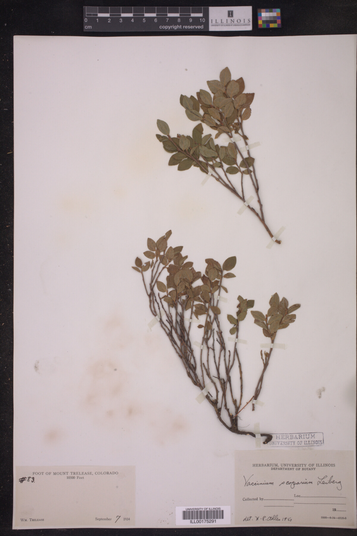 Vaccinium scoparium image