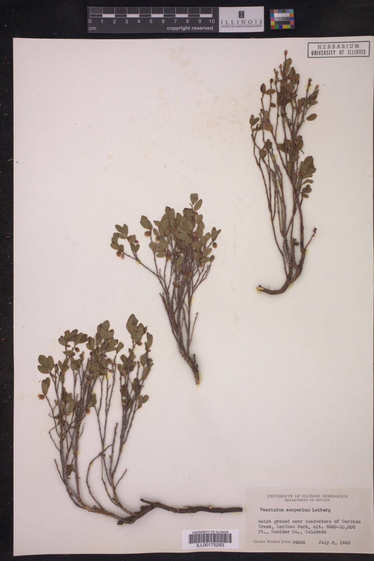 Vaccinium scoparium image
