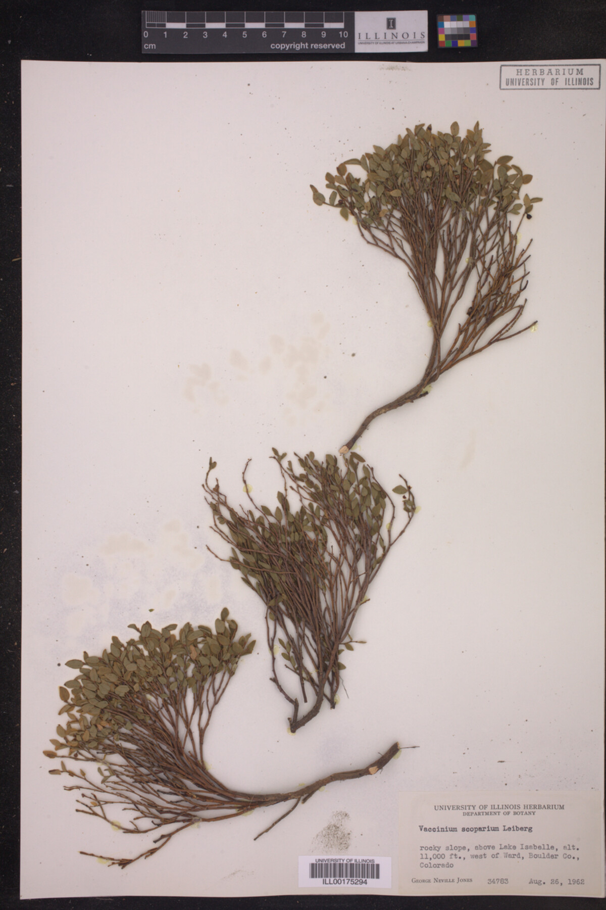 Vaccinium scoparium image