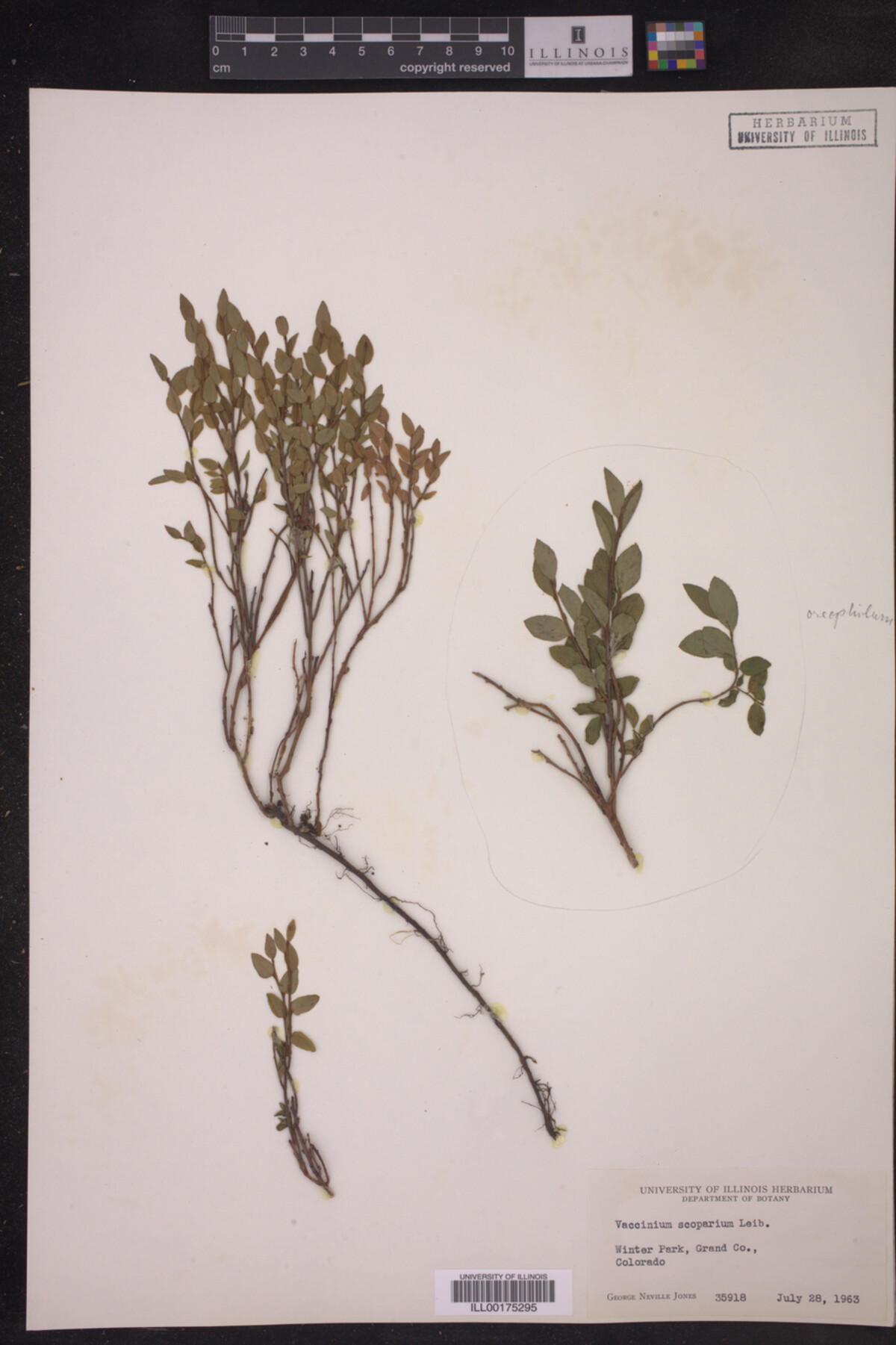 Vaccinium scoparium image