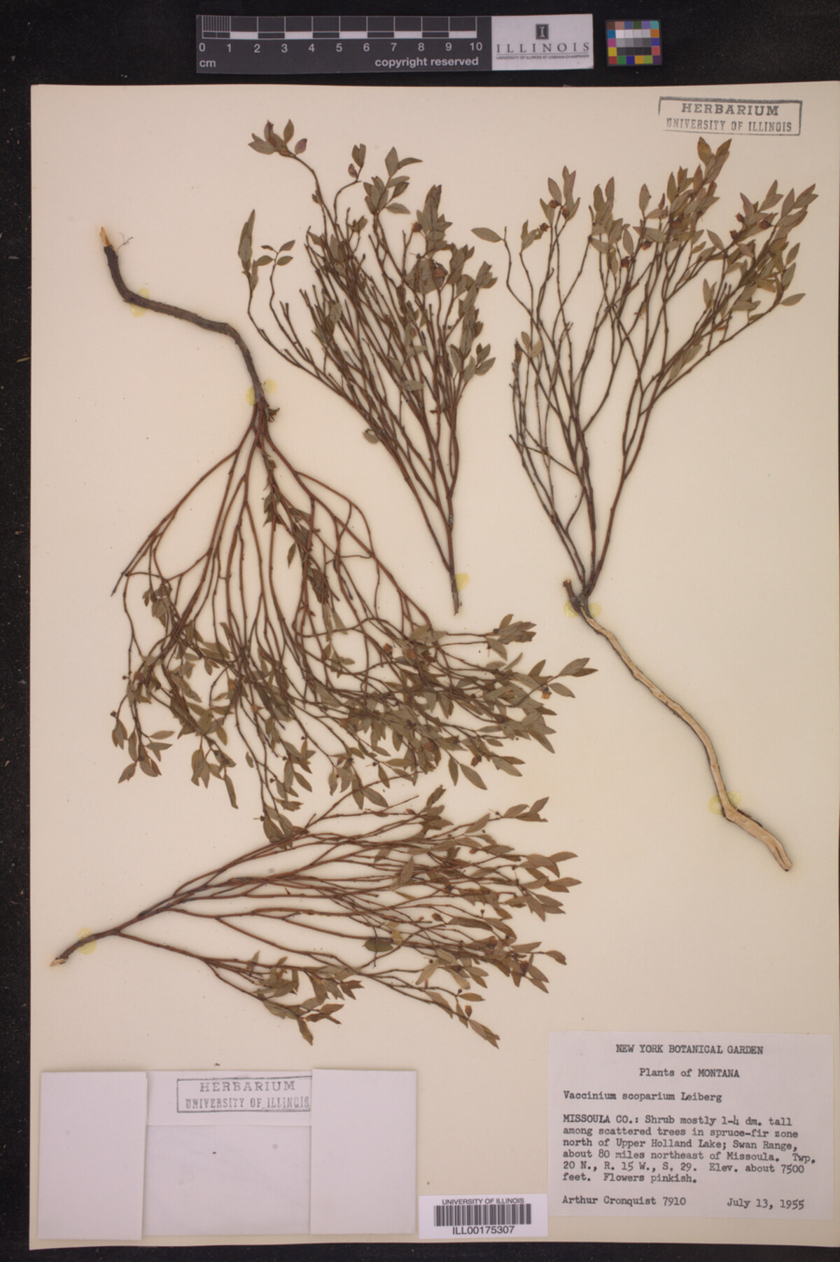 Vaccinium scoparium image