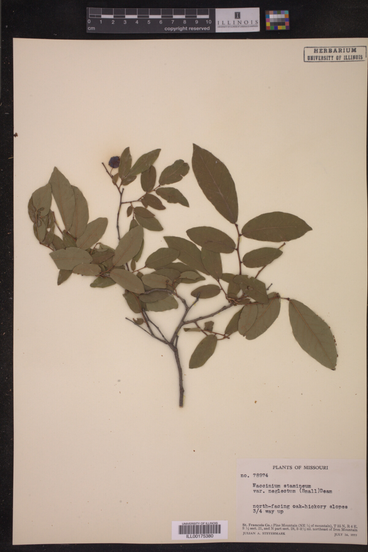 Vaccinium stamineum var. neglectum image