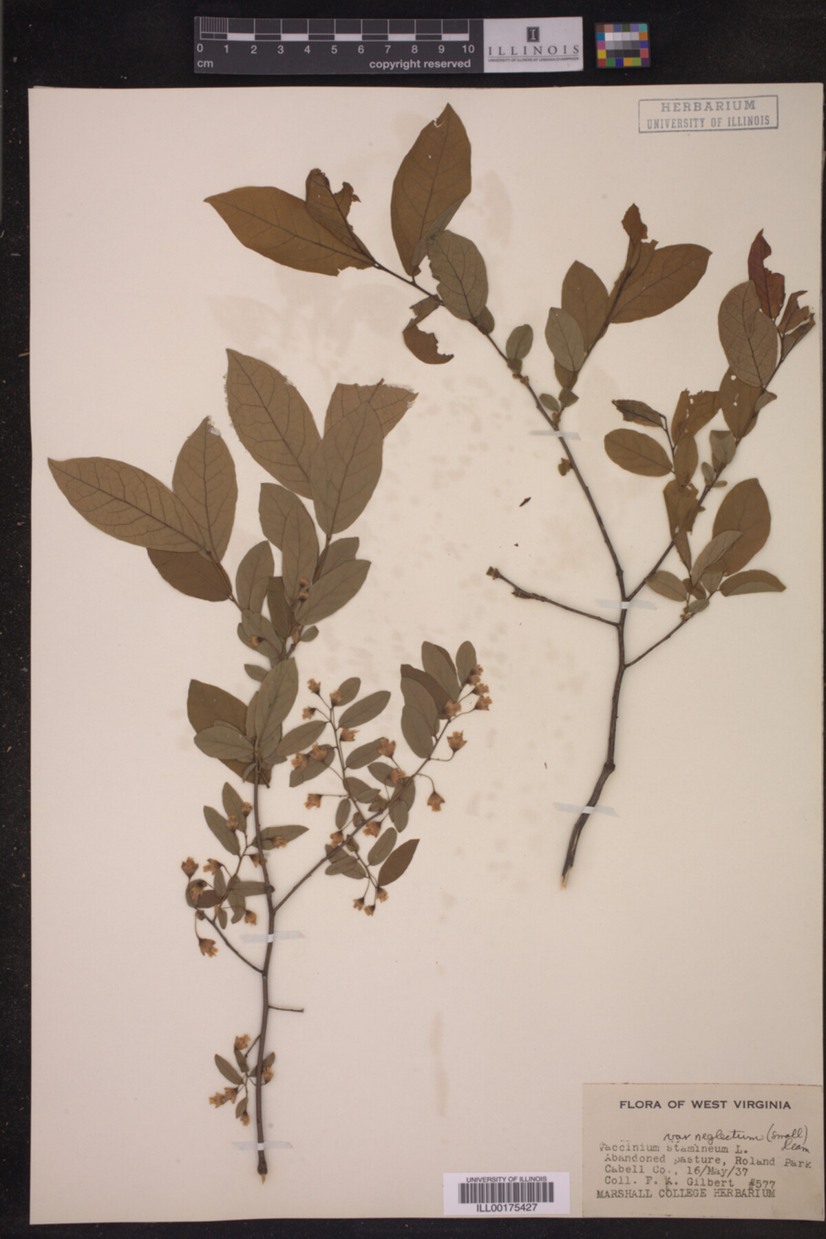 Vaccinium stamineum var. neglectum image