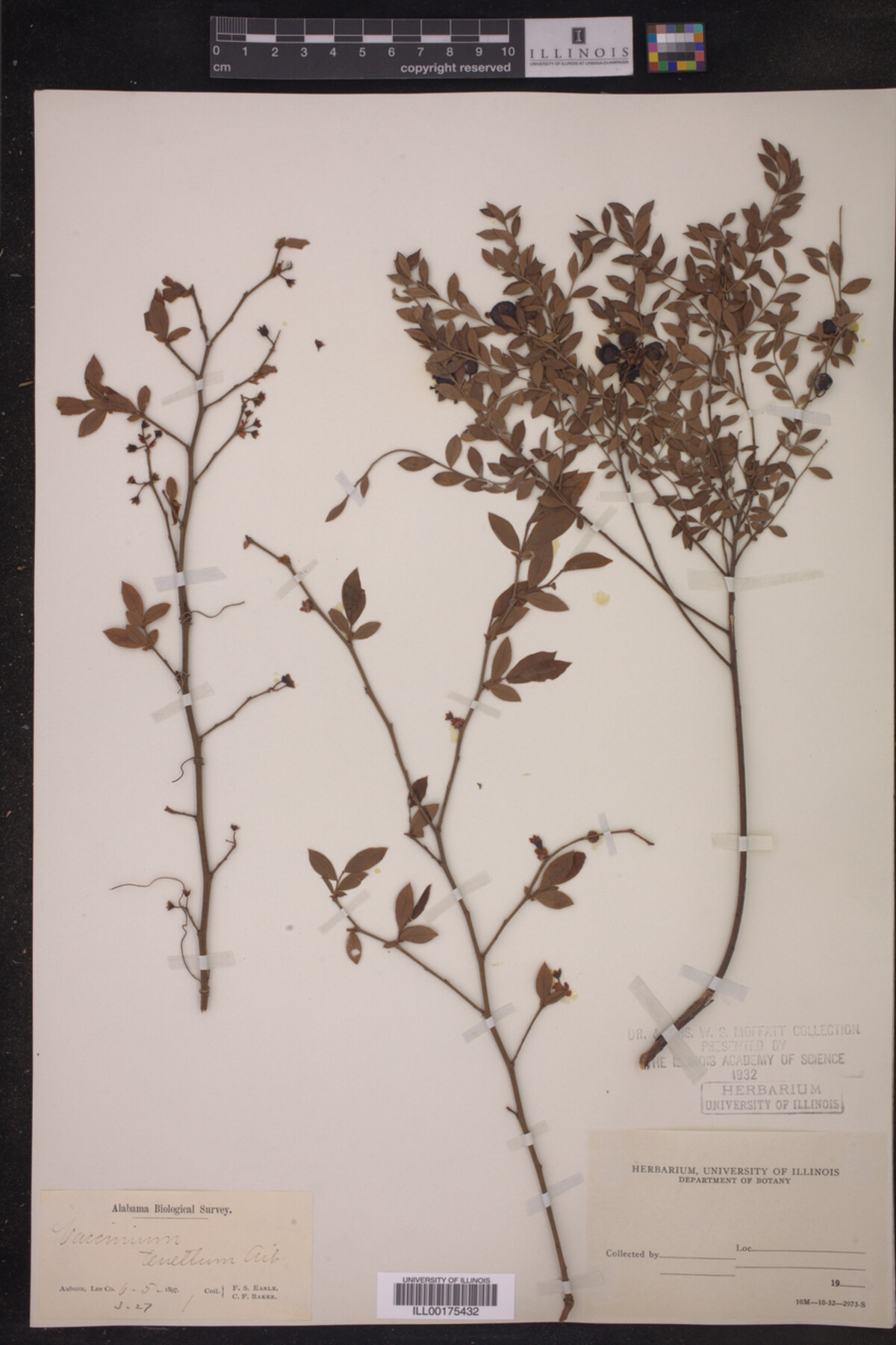 Vaccinium tenellum image