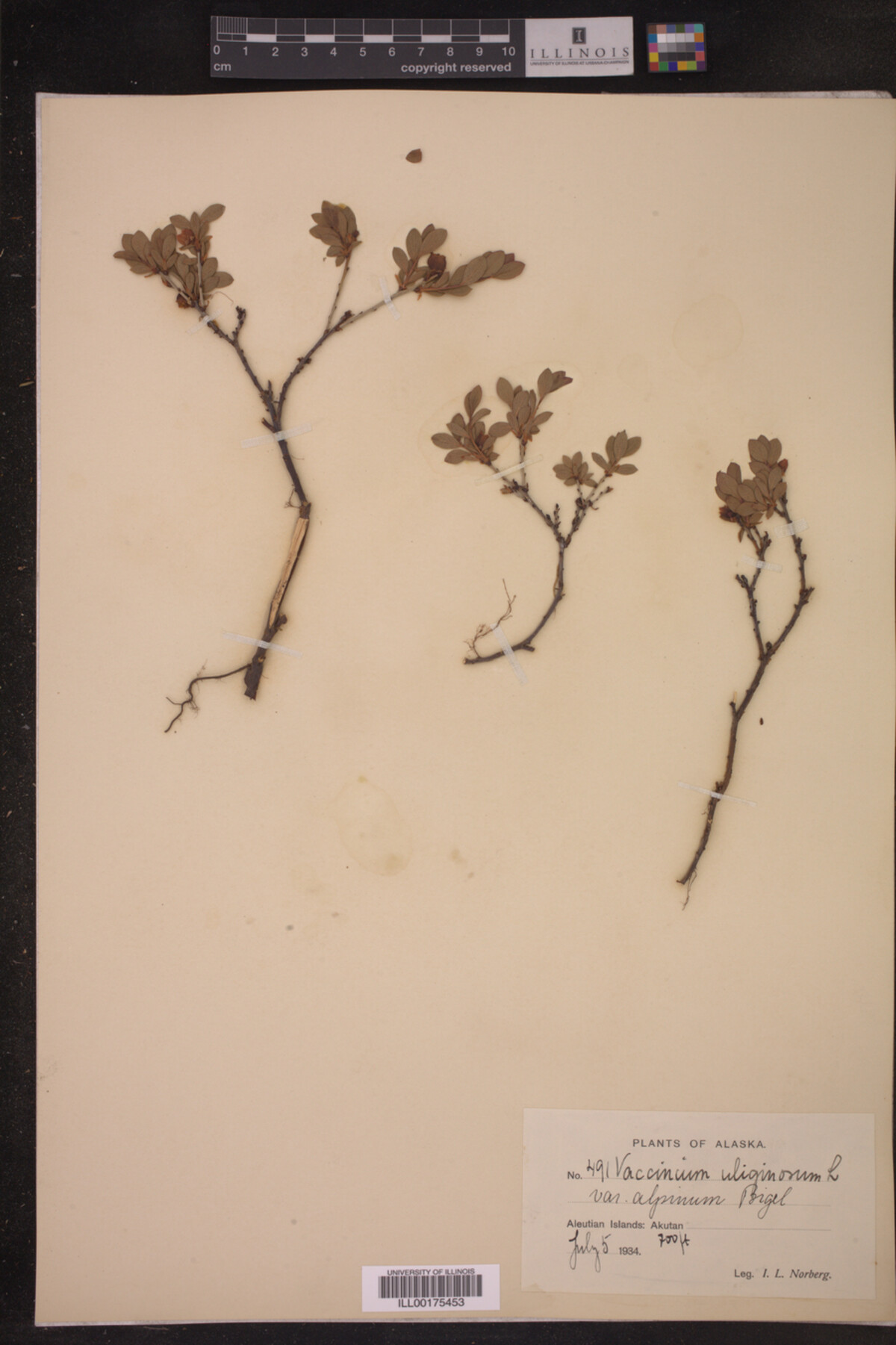 Vaccinium uliginosum var. alpinum image