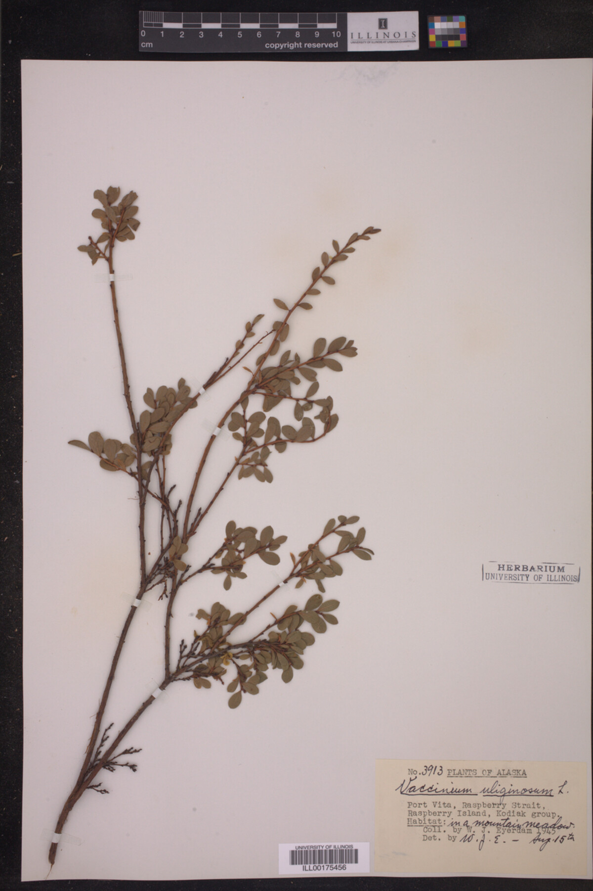 Vaccinium uliginosum image