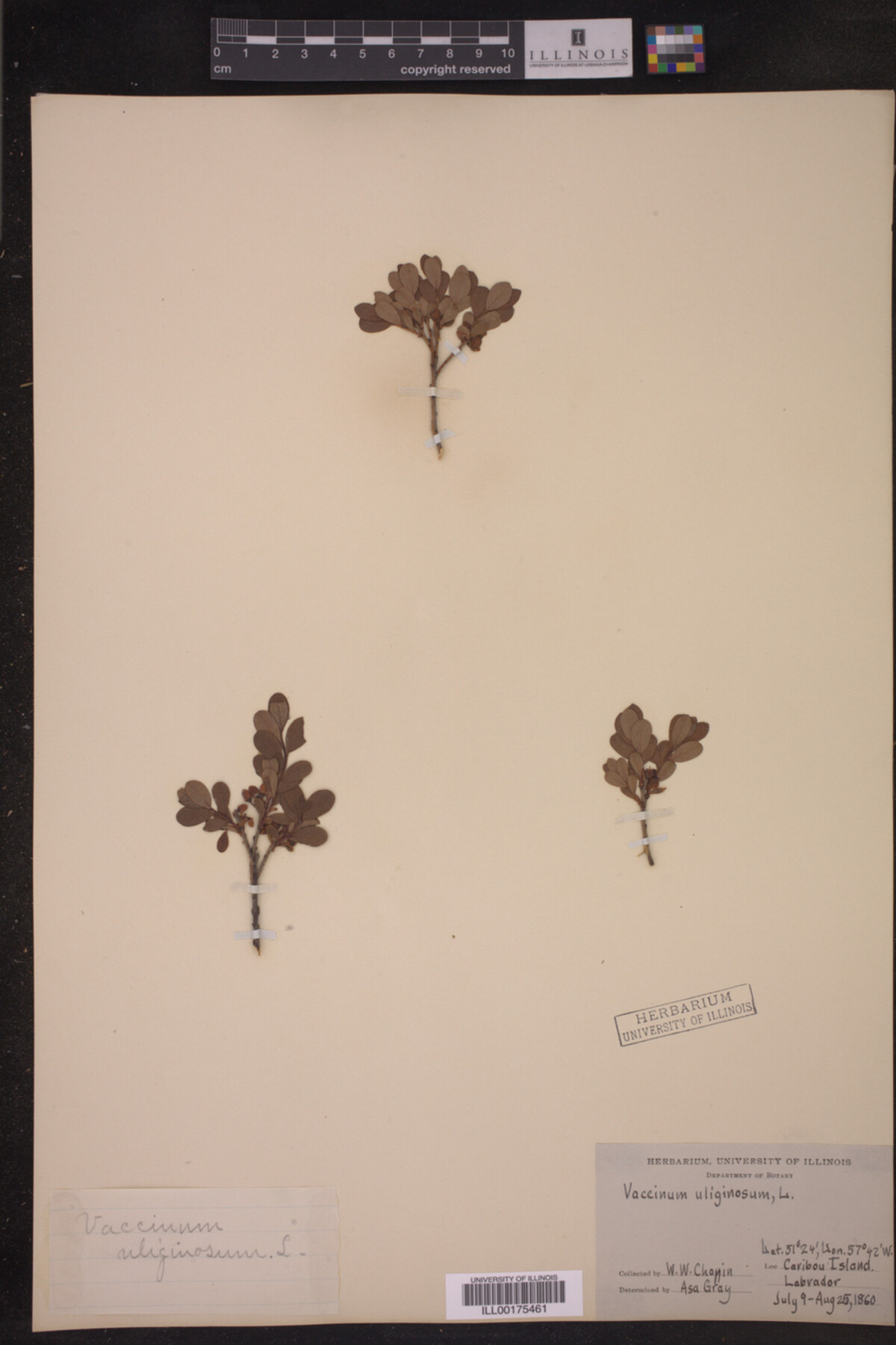 Vaccinium uliginosum image