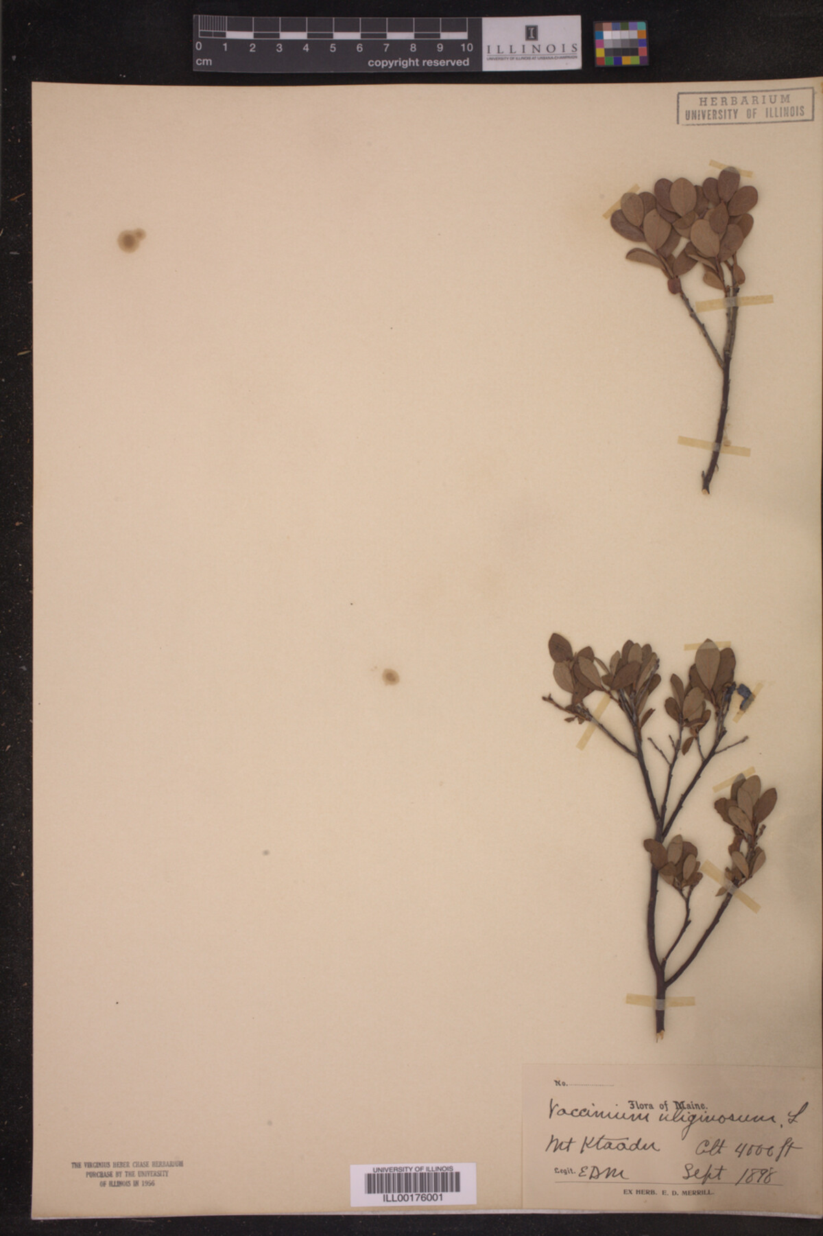 Vaccinium uliginosum image