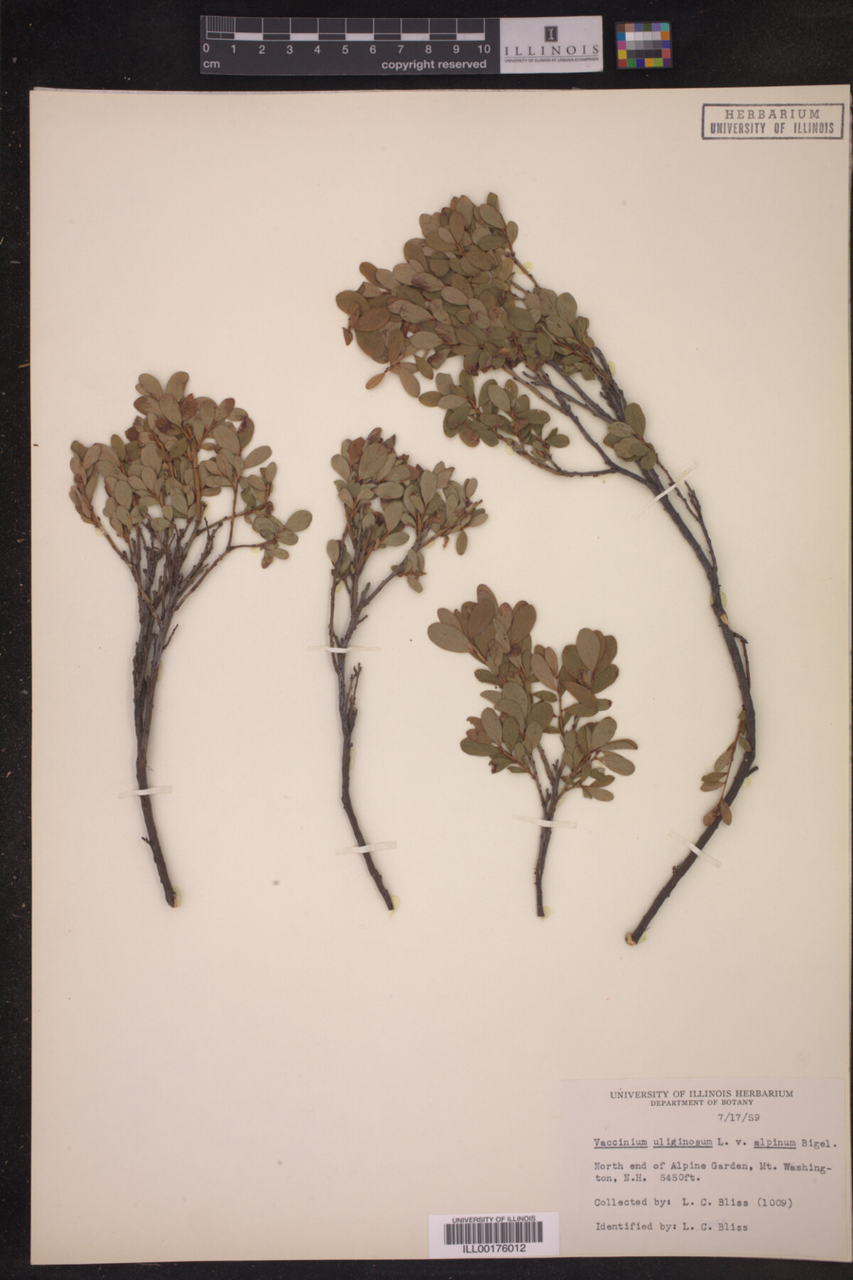 Vaccinium uliginosum var. alpinum image