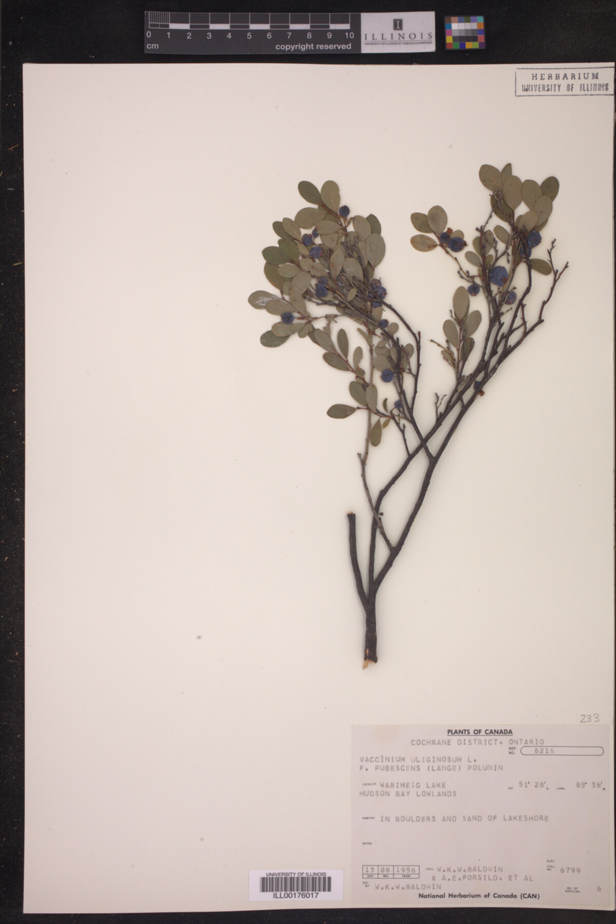 Vaccinium uliginosum image