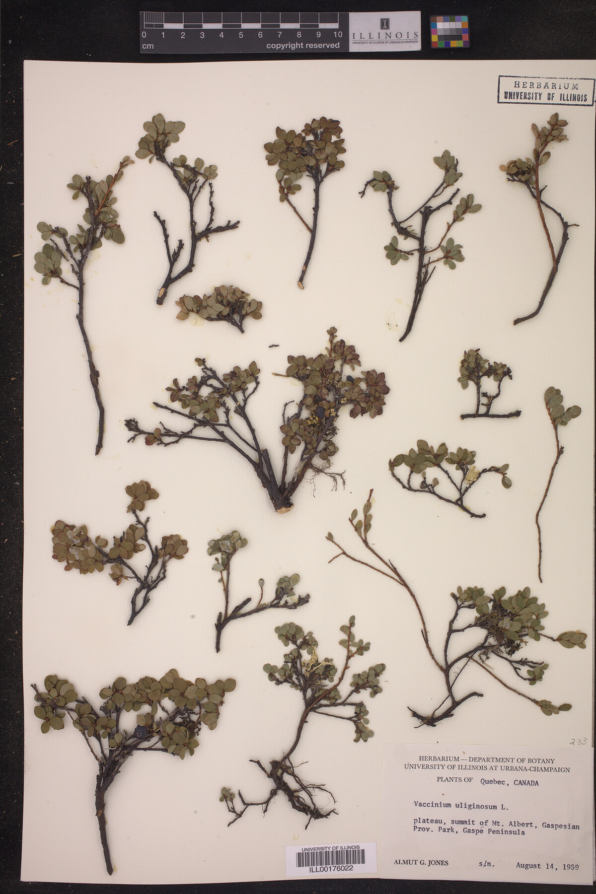 Vaccinium uliginosum image