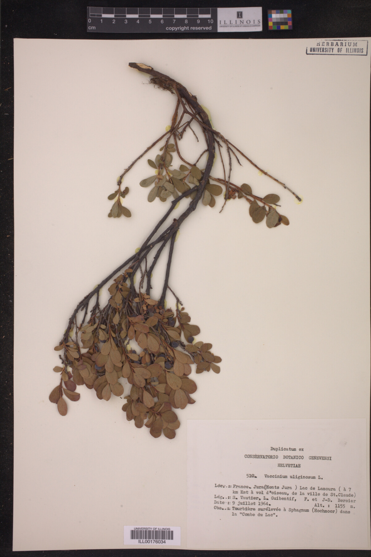 Vaccinium uliginosum image
