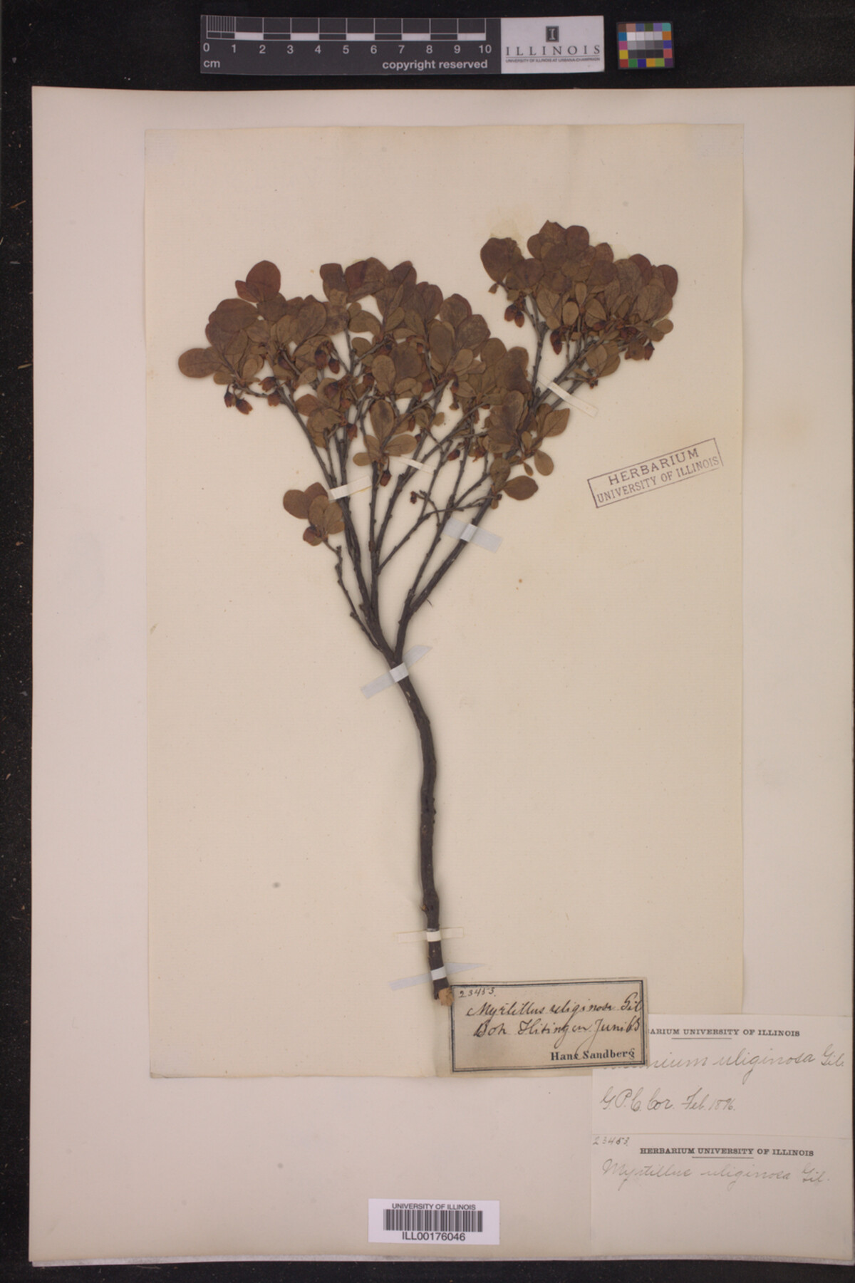 Vaccinium uliginosum image