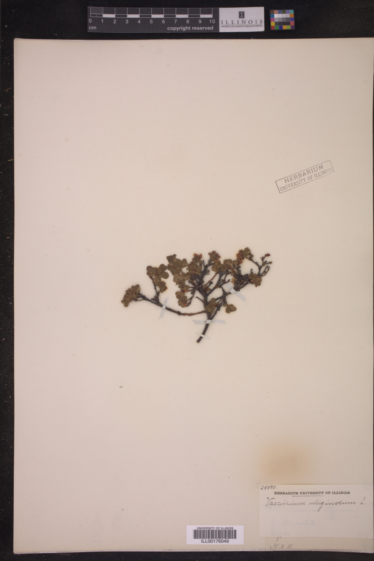 Vaccinium uliginosum image