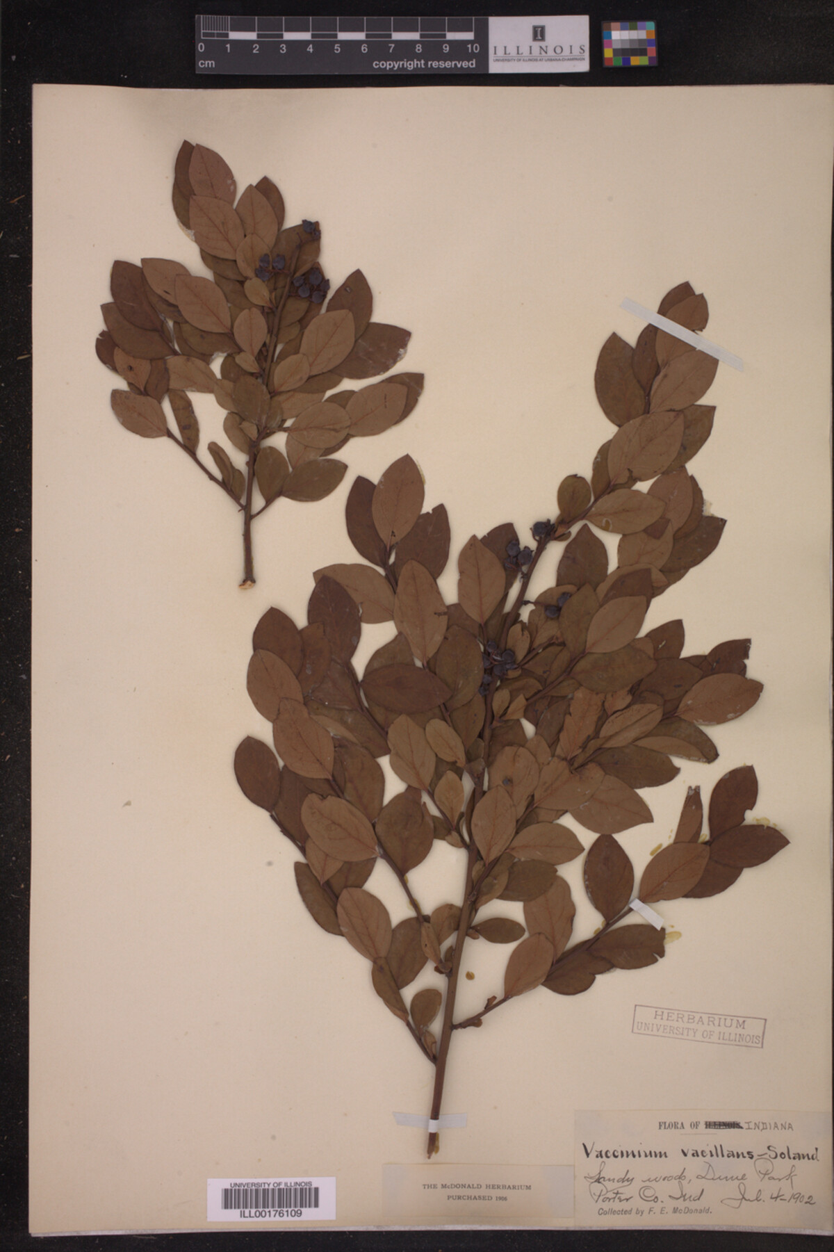 Vaccinium vacillans image