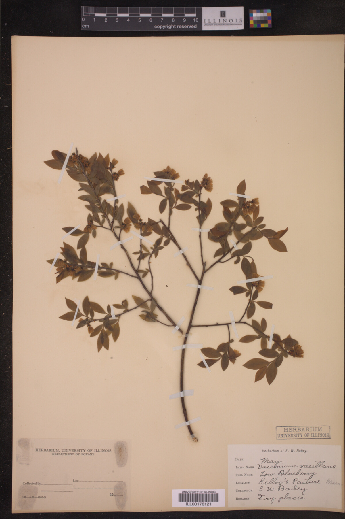 Ericaceae image