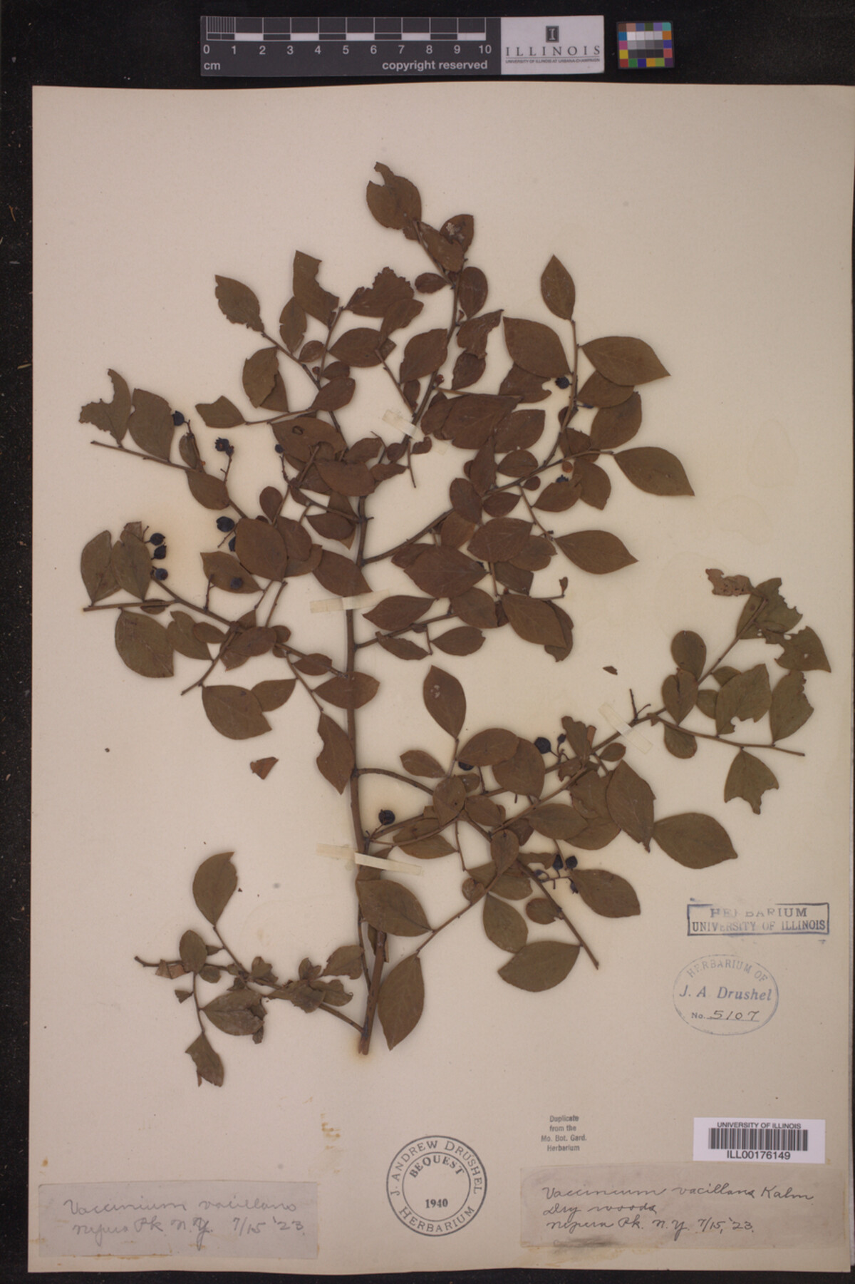 Vaccinium vacillans image