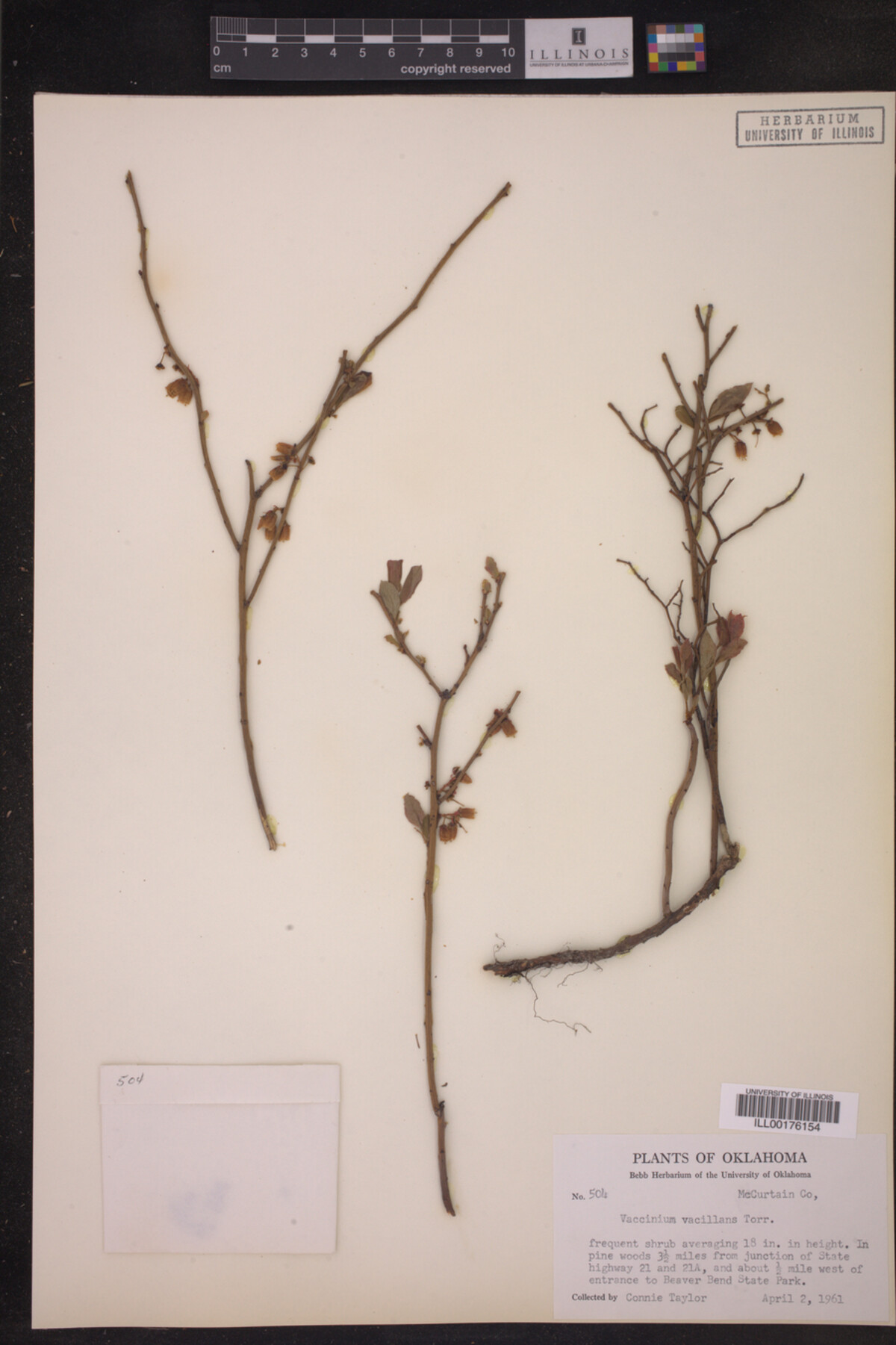 Vaccinium vacillans image