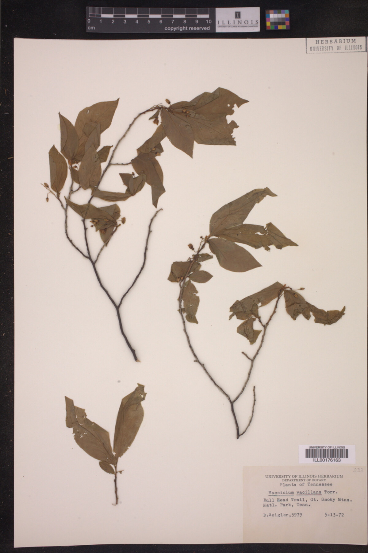 Vaccinium vacillans image