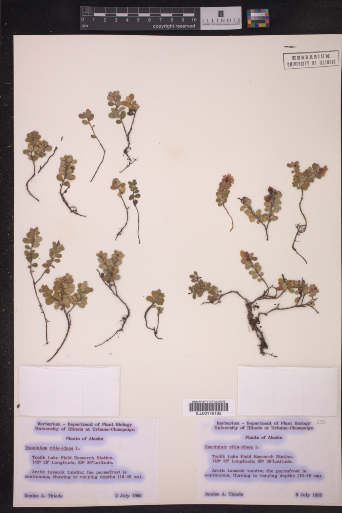 Vaccinium vitis-idaea image