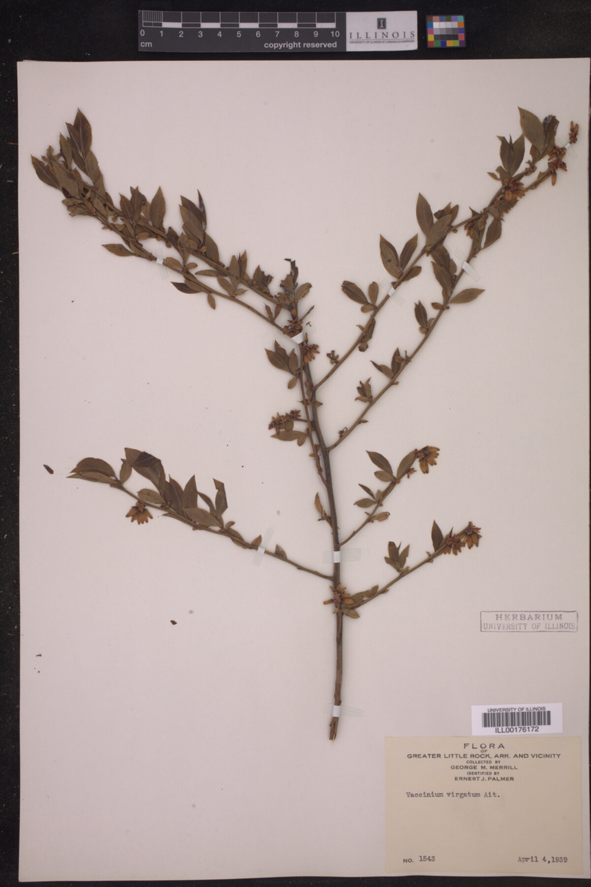 Vaccinium virgatum image