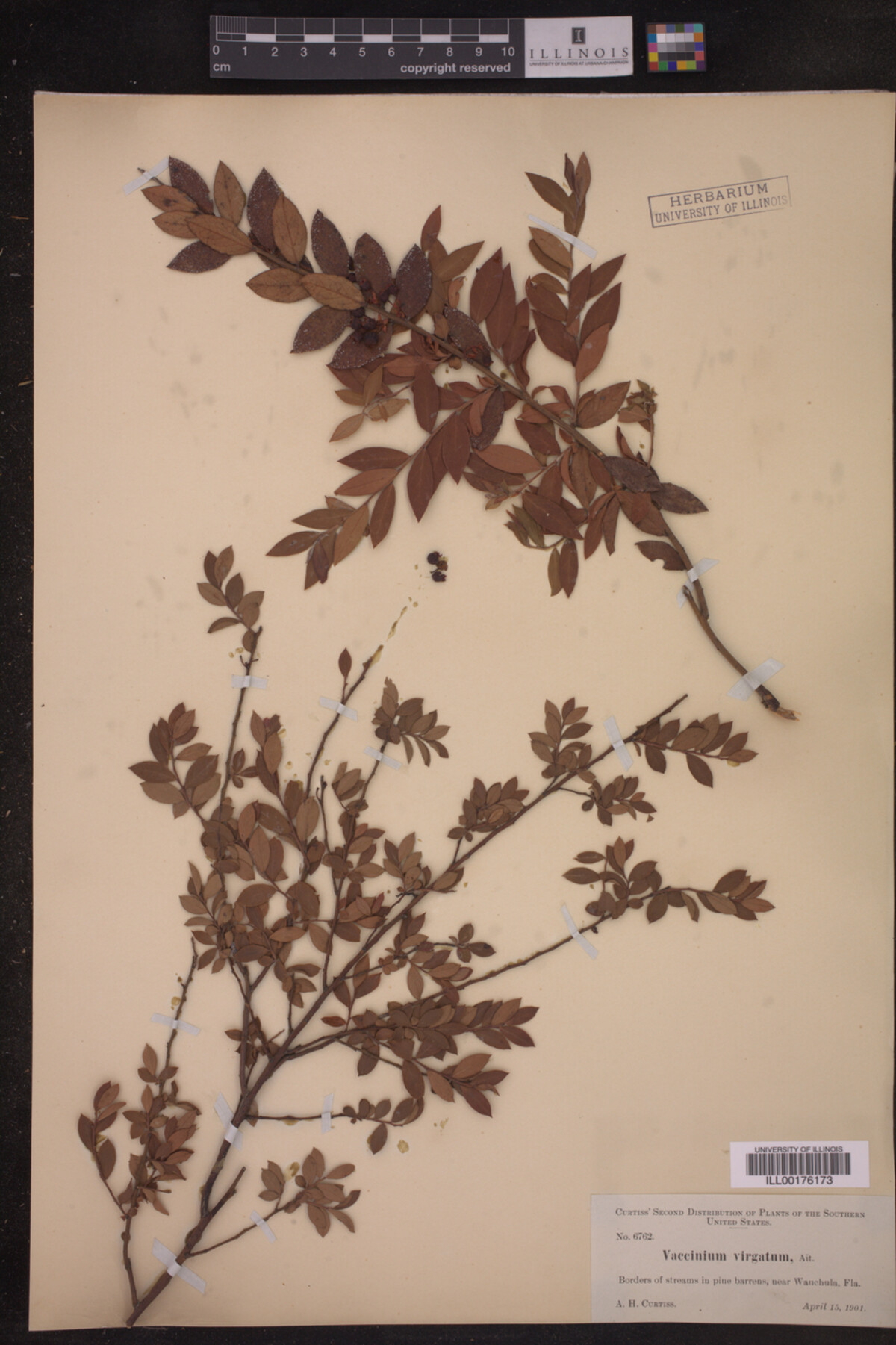 Vaccinium virgatum image