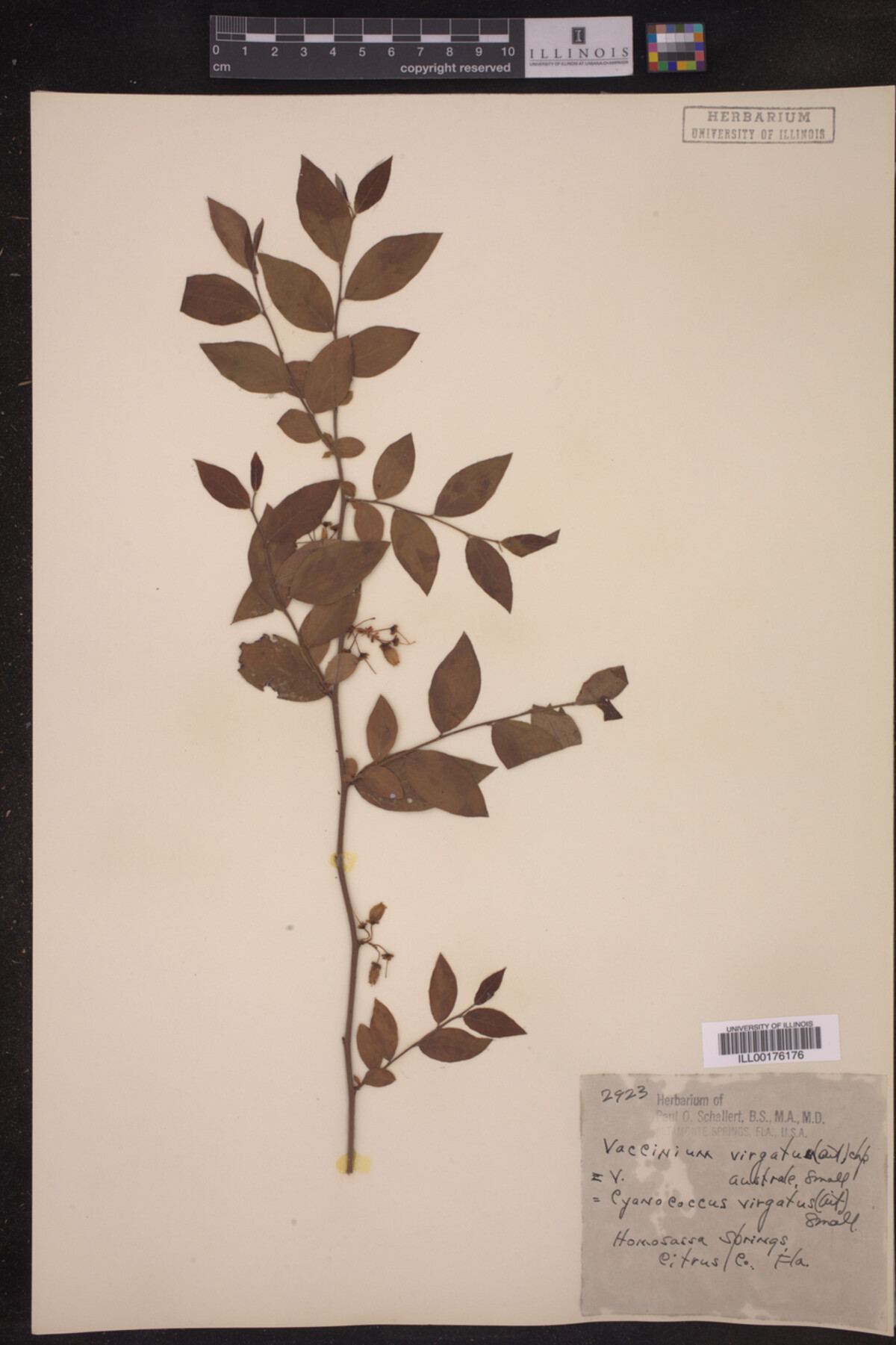 Vaccinium virgatum image