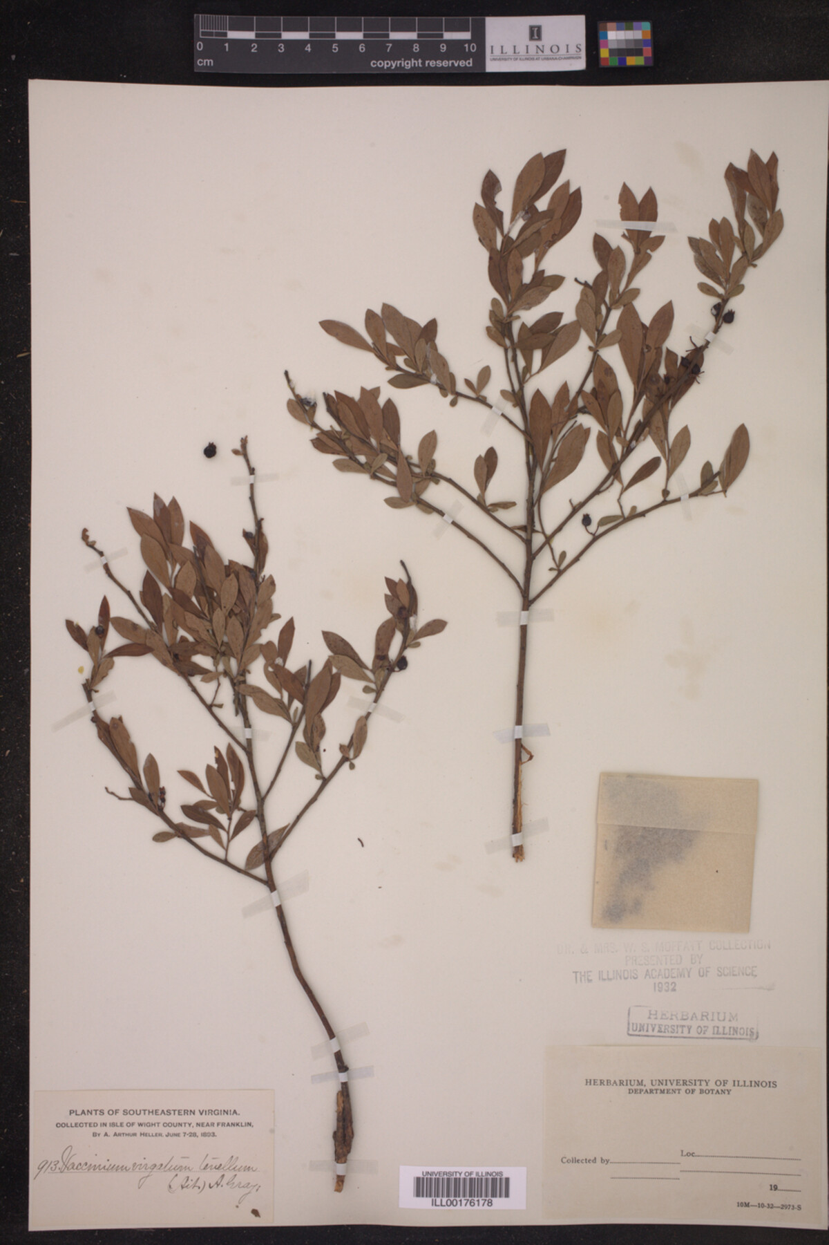 Vaccinium vacillans image