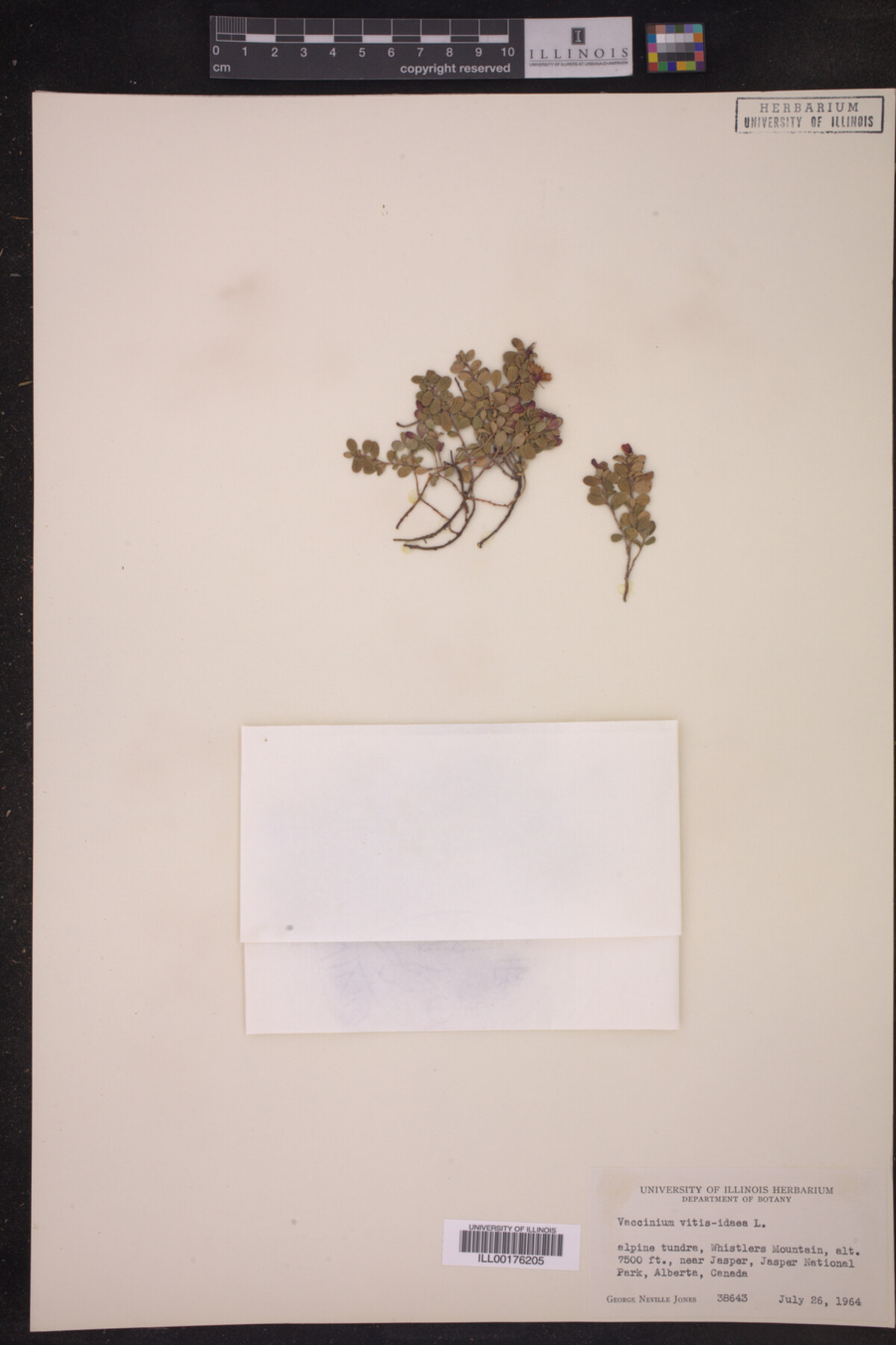 Vaccinium vitis-idaea image