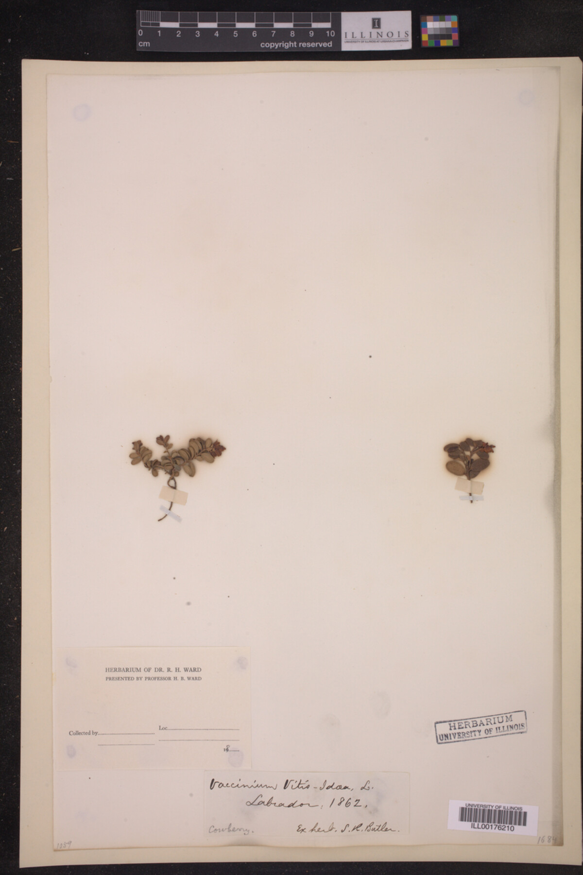 Vaccinium vitis-idaea image