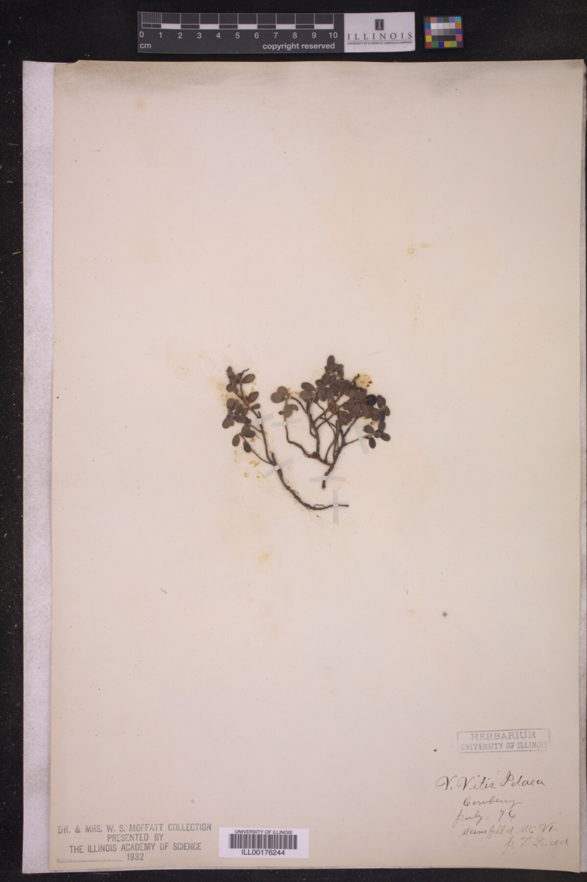 Vaccinium vitis-idaea image