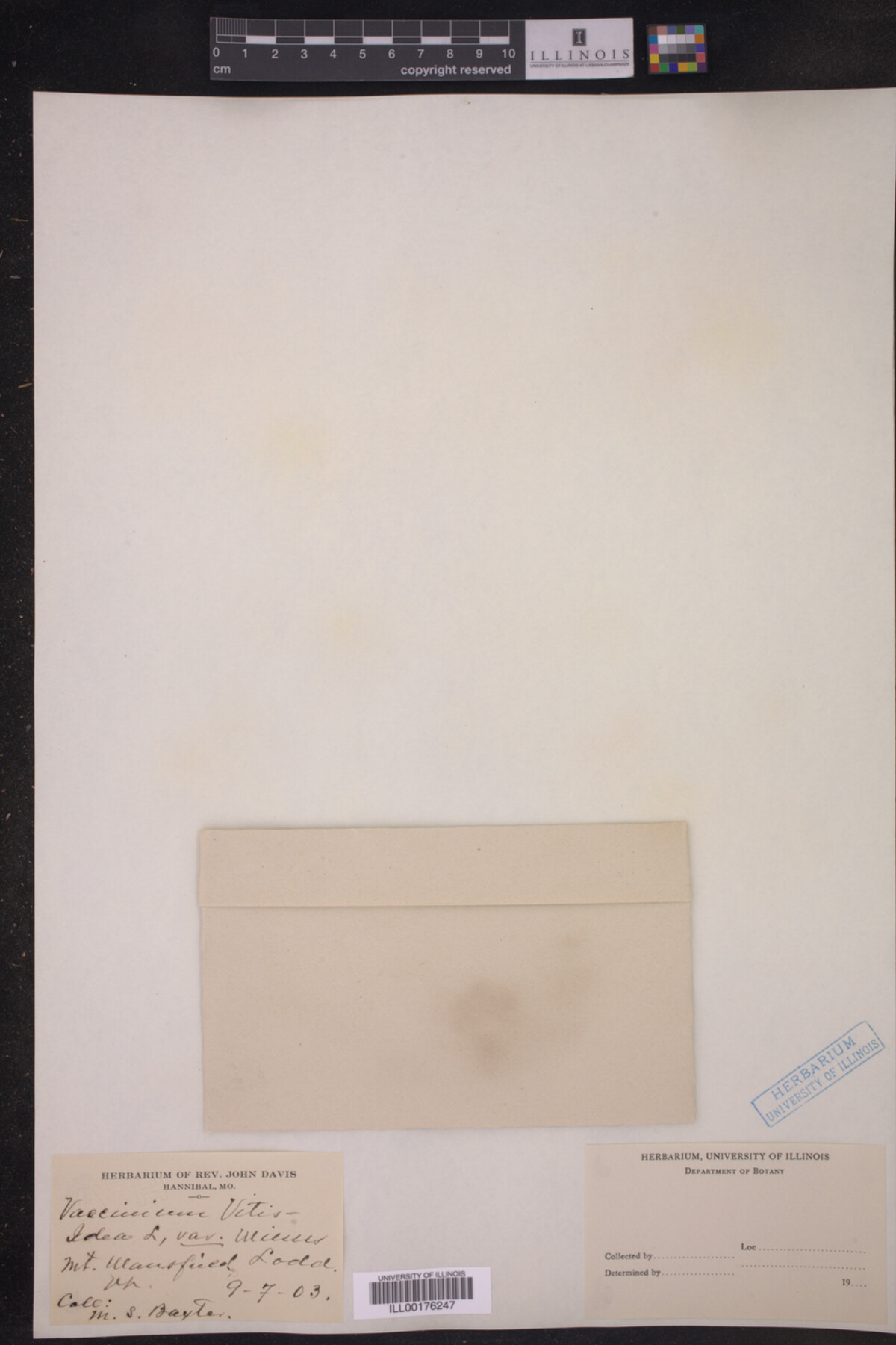 Vaccinium vitis-idaea image