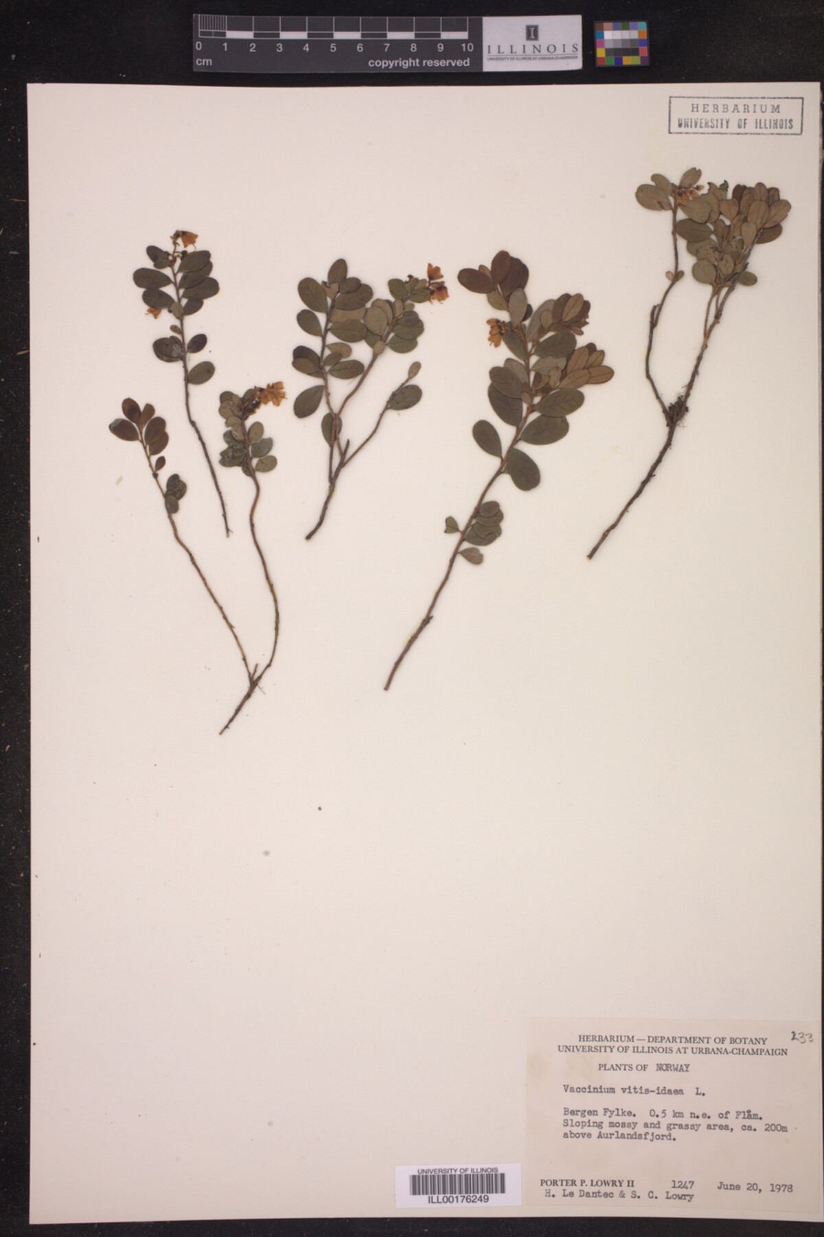 Vaccinium vitis-idaea image
