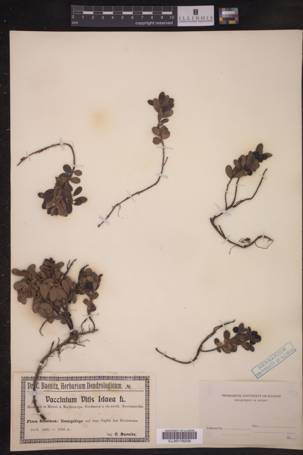 Vaccinium vitis-idaea image
