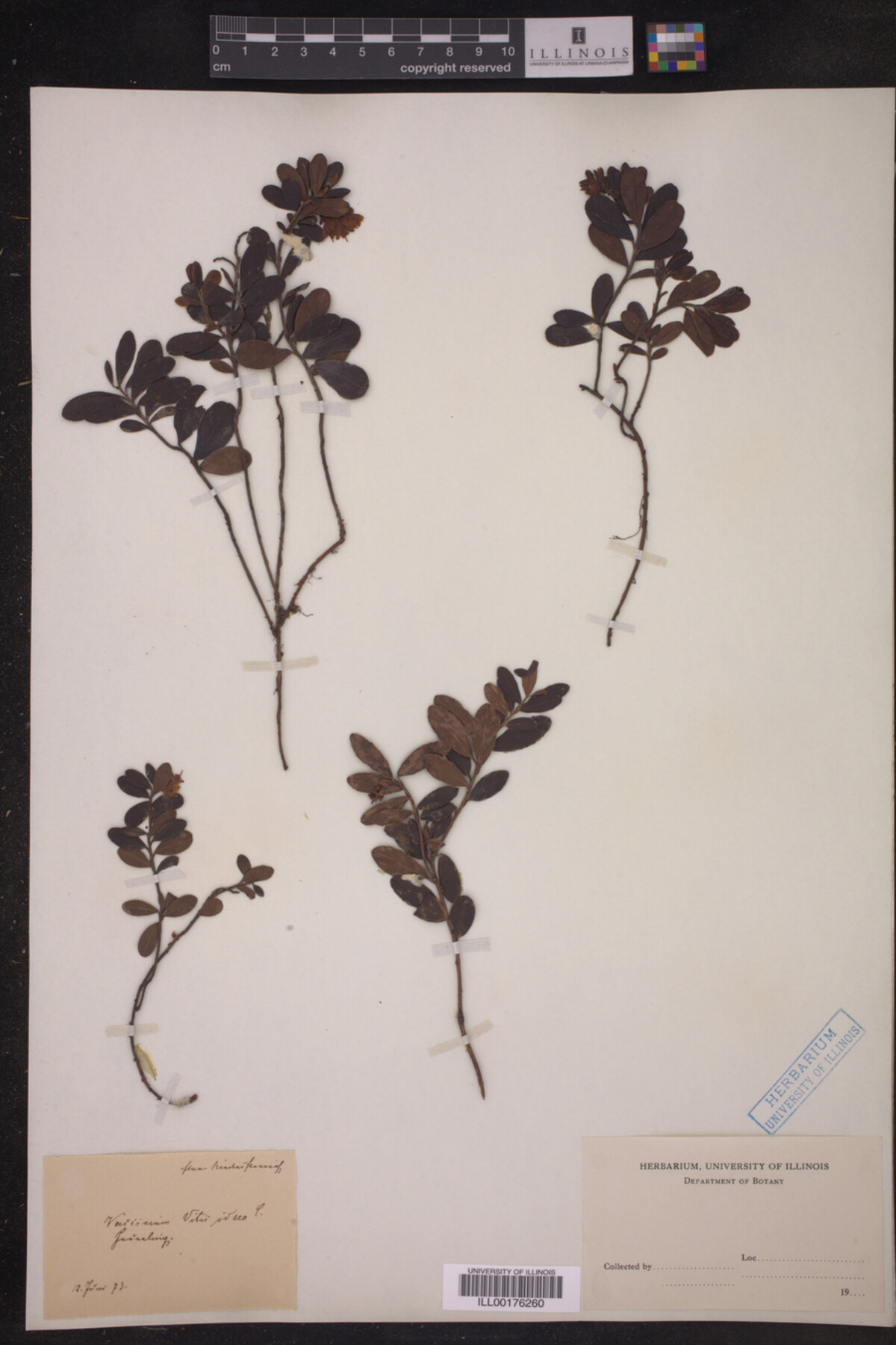 Vaccinium vitis-idaea image