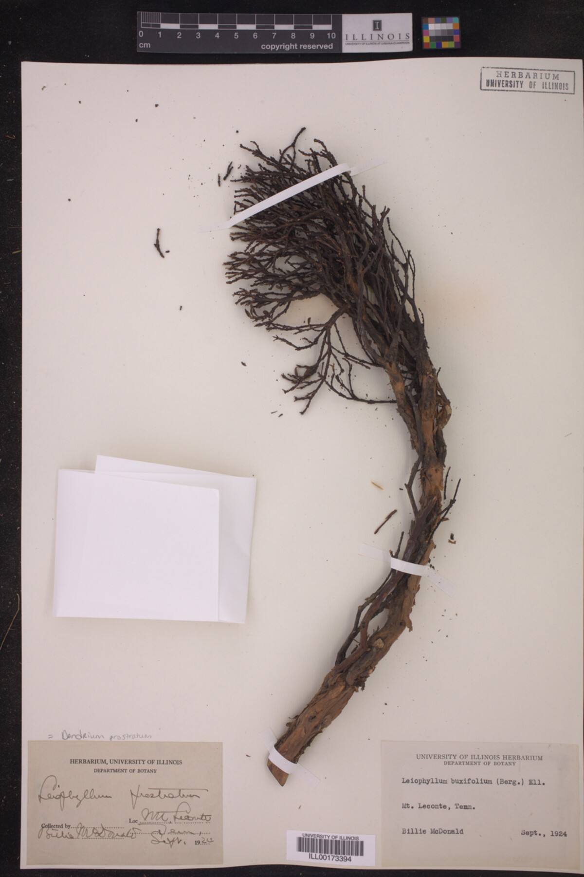 Dendrium prostratum image