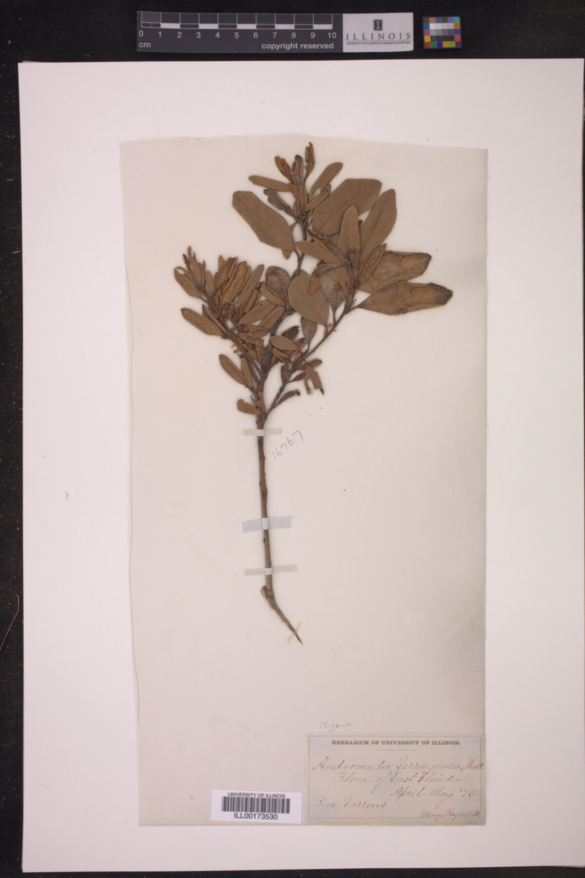 Lyonia ferruginea image