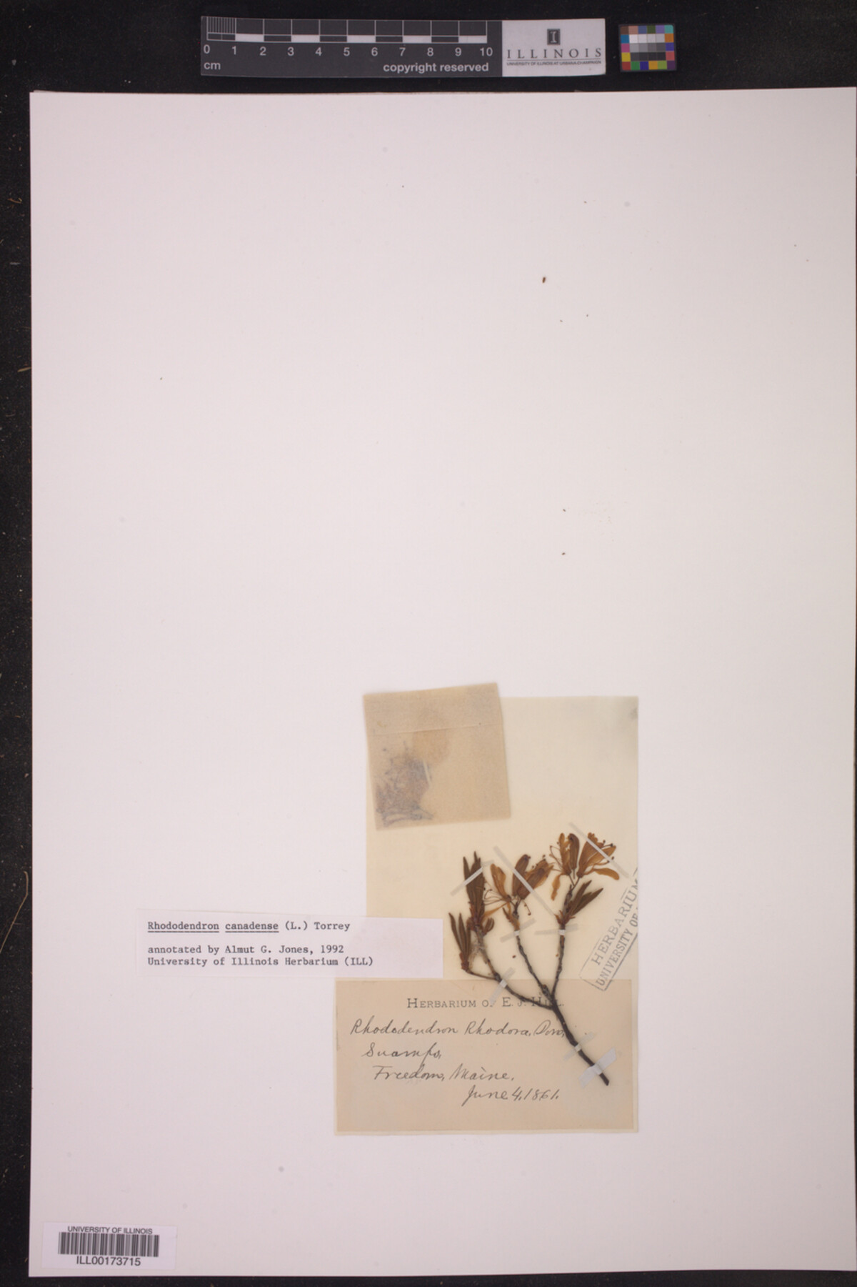 Rhododendron canadense image