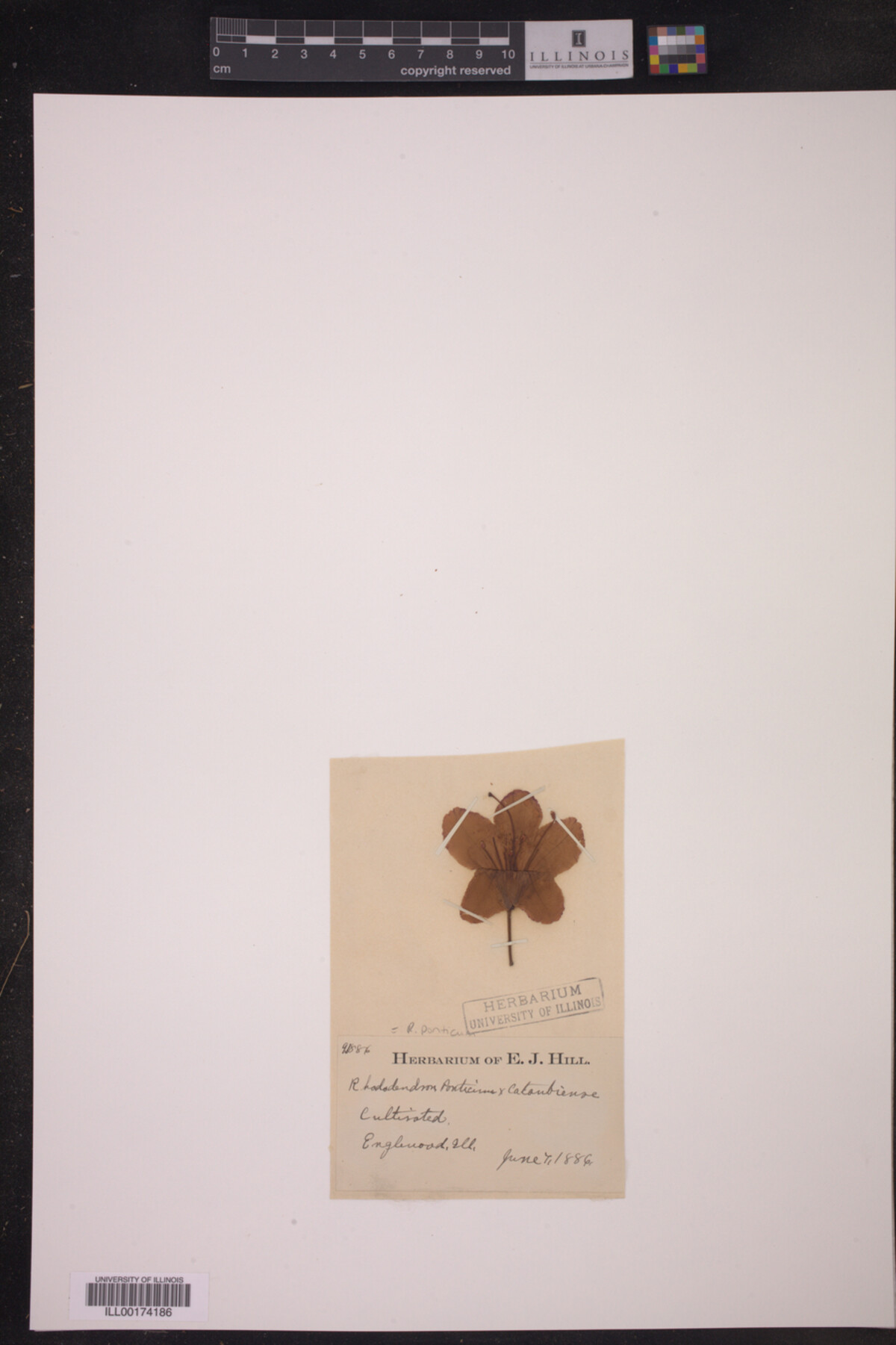 Rhododendron ponticum image