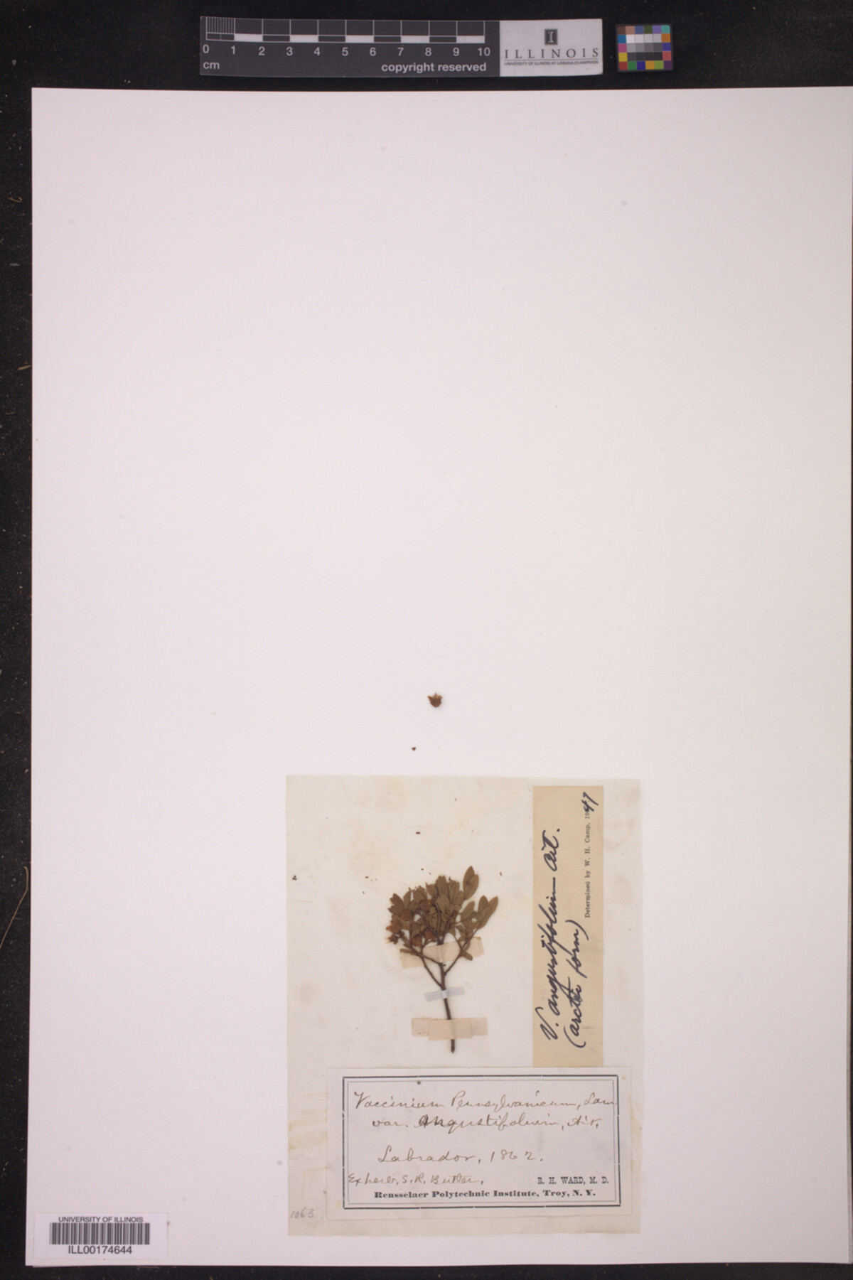 Vaccinium angustifolium image