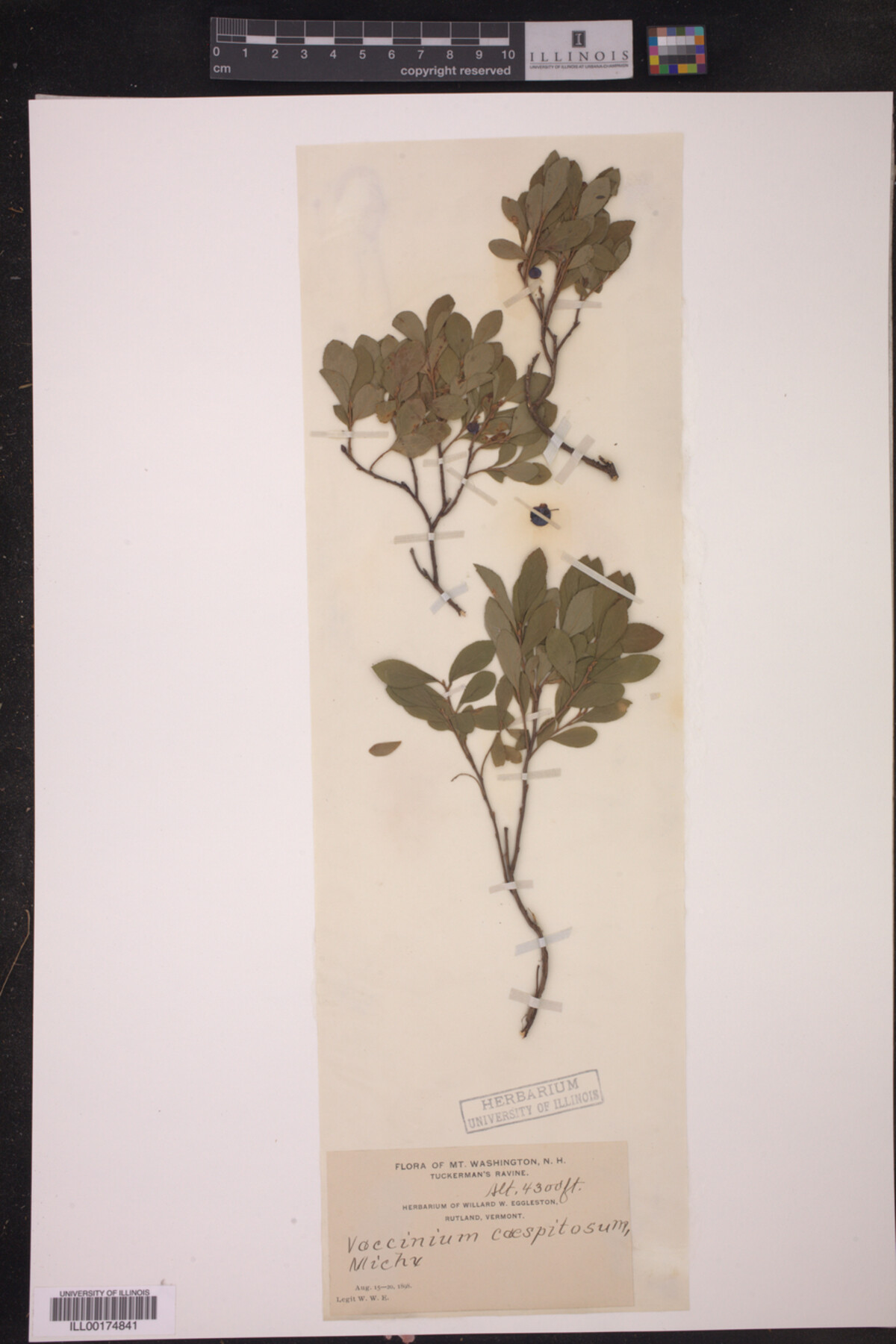Vaccinium caespitosum image