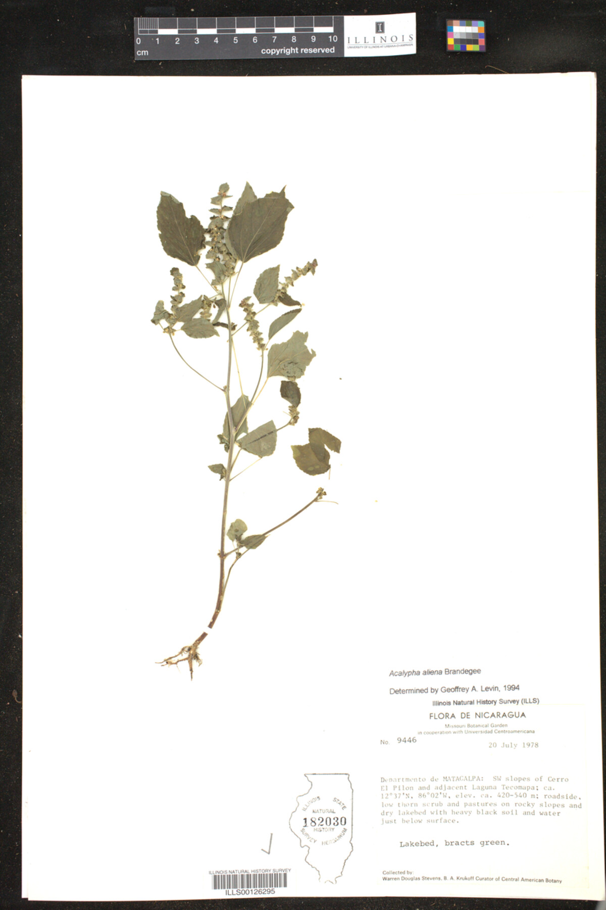 Acalypha aliena image