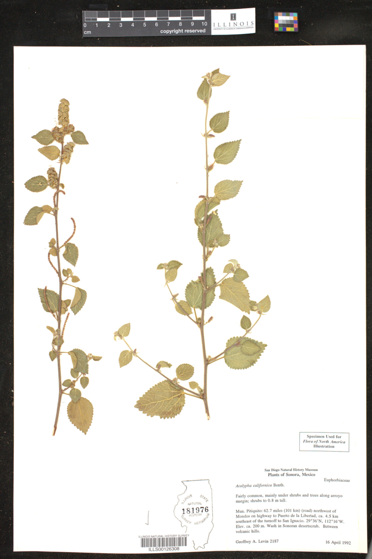 Acalypha californica image