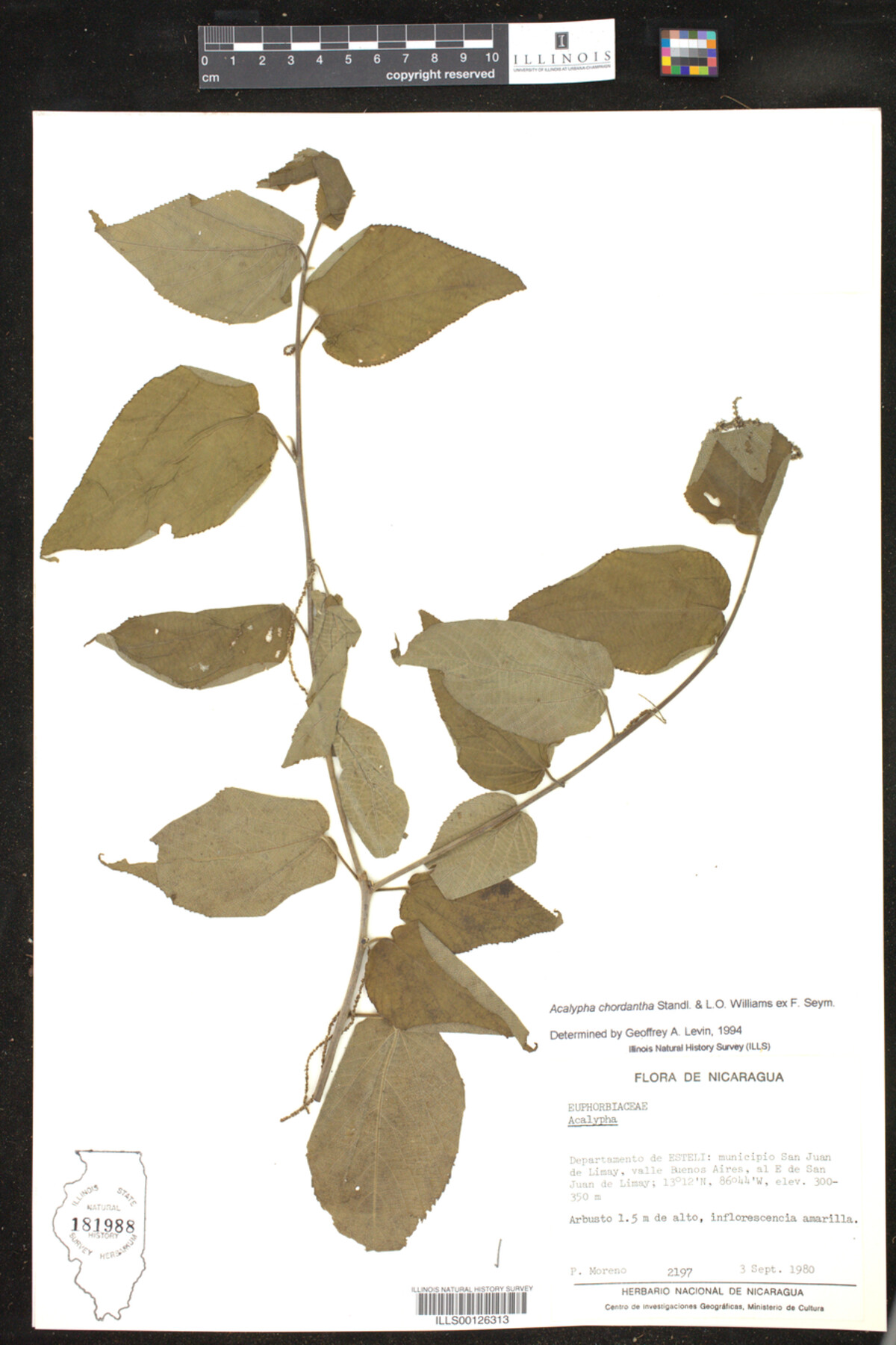 Acalypha chordantha image