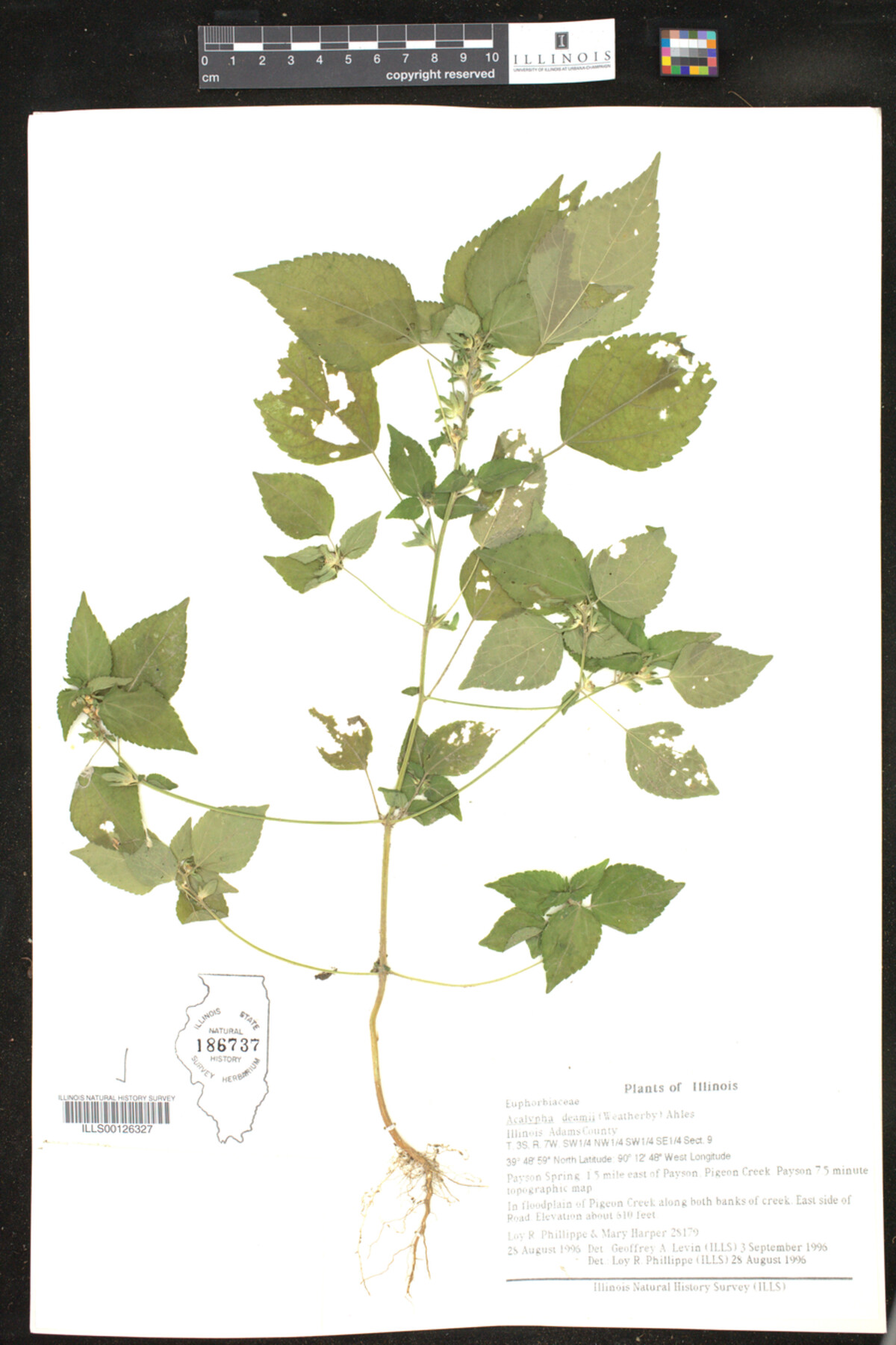 Acalypha deamii image